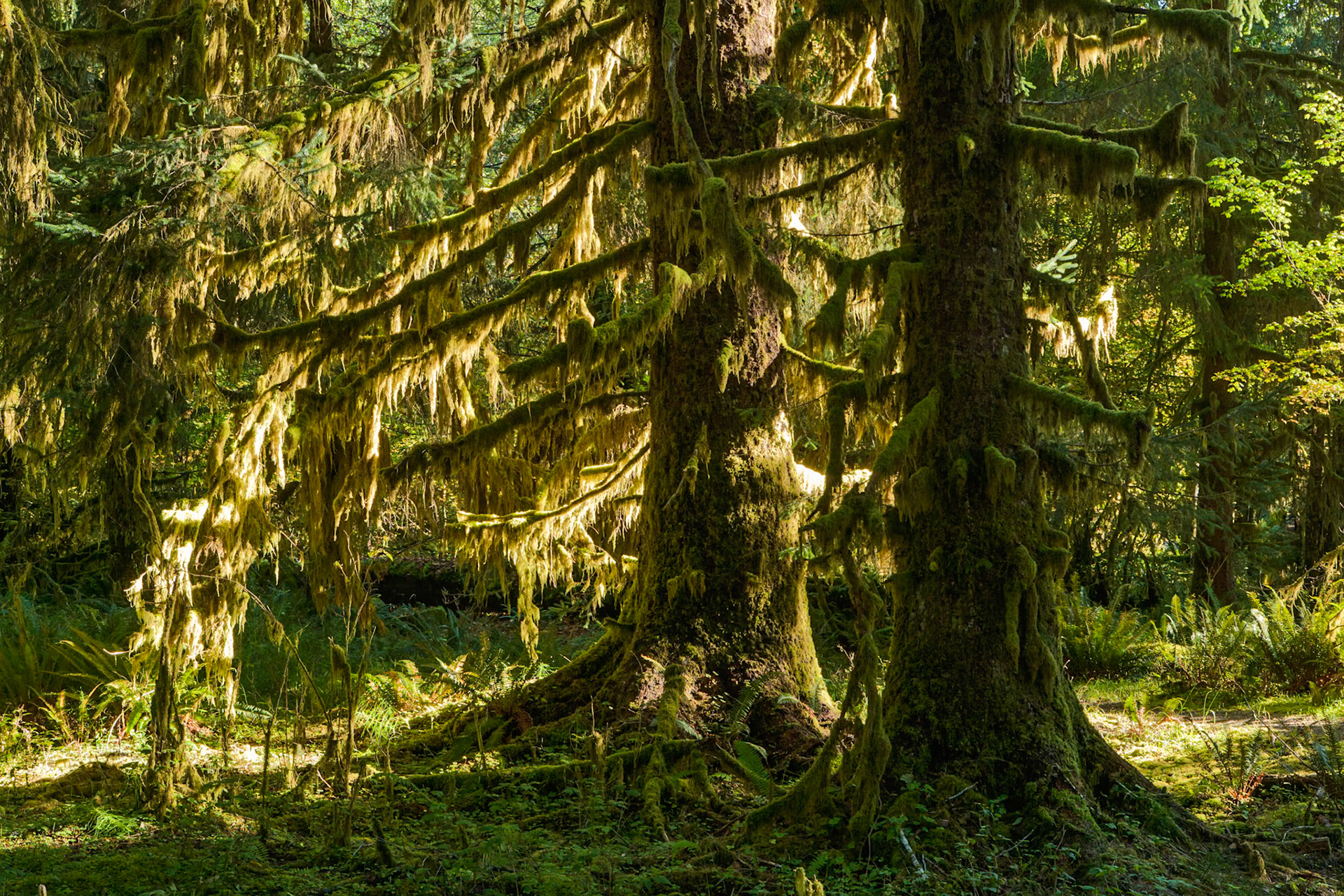 River Trail at Hoh Rainforest at Olympic National Park, Washington USA