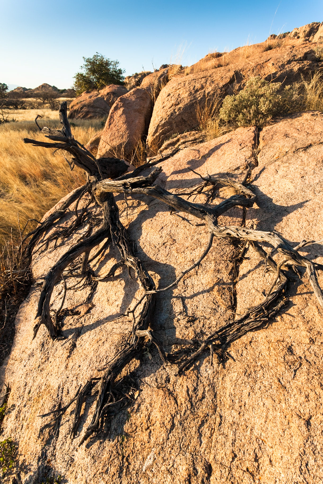 Dried root at Dragoon Mountains, Arizona, USA