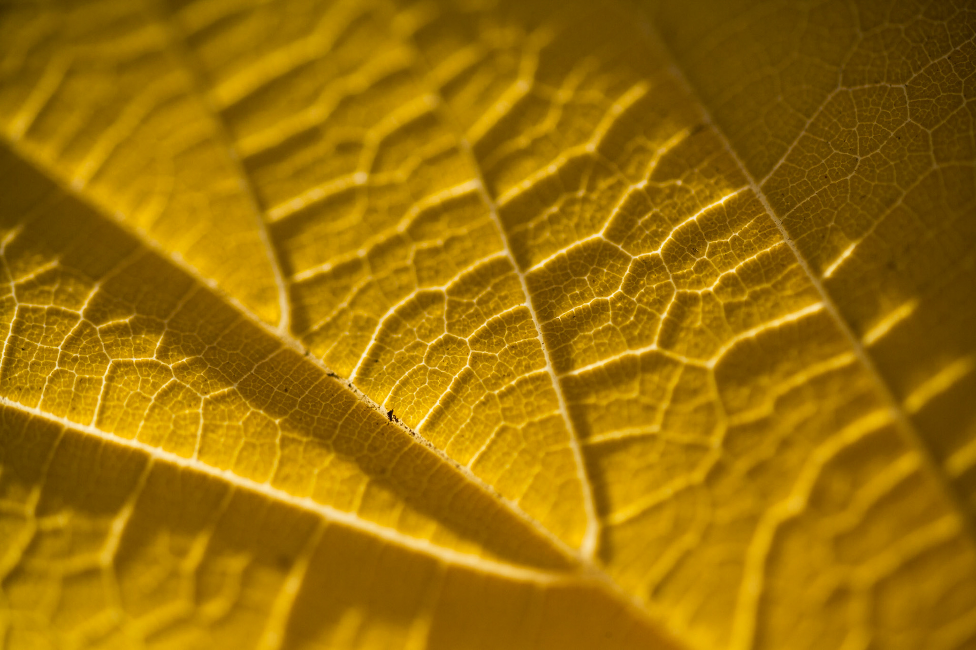 Yellow Autumn leaf, USA