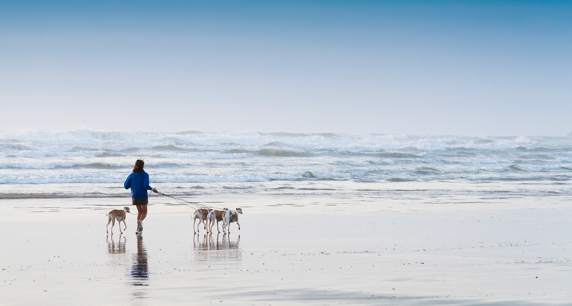 Woman walks her dogs at Canon Beach, Oregon, USA