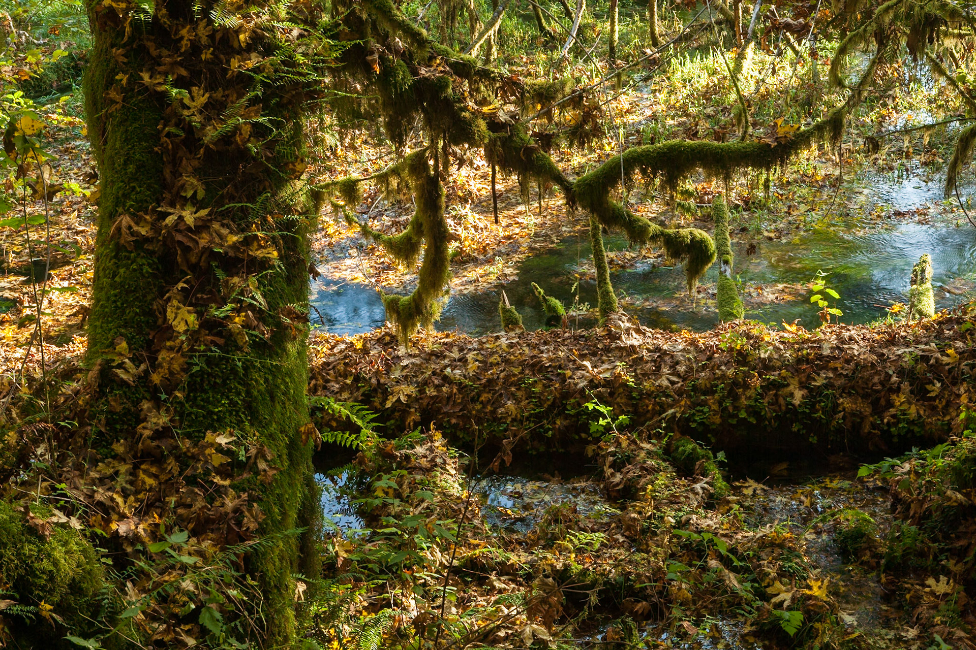 Hall of Mosses in the Hoh Rainforest at Olympic national Park, Washington, USA