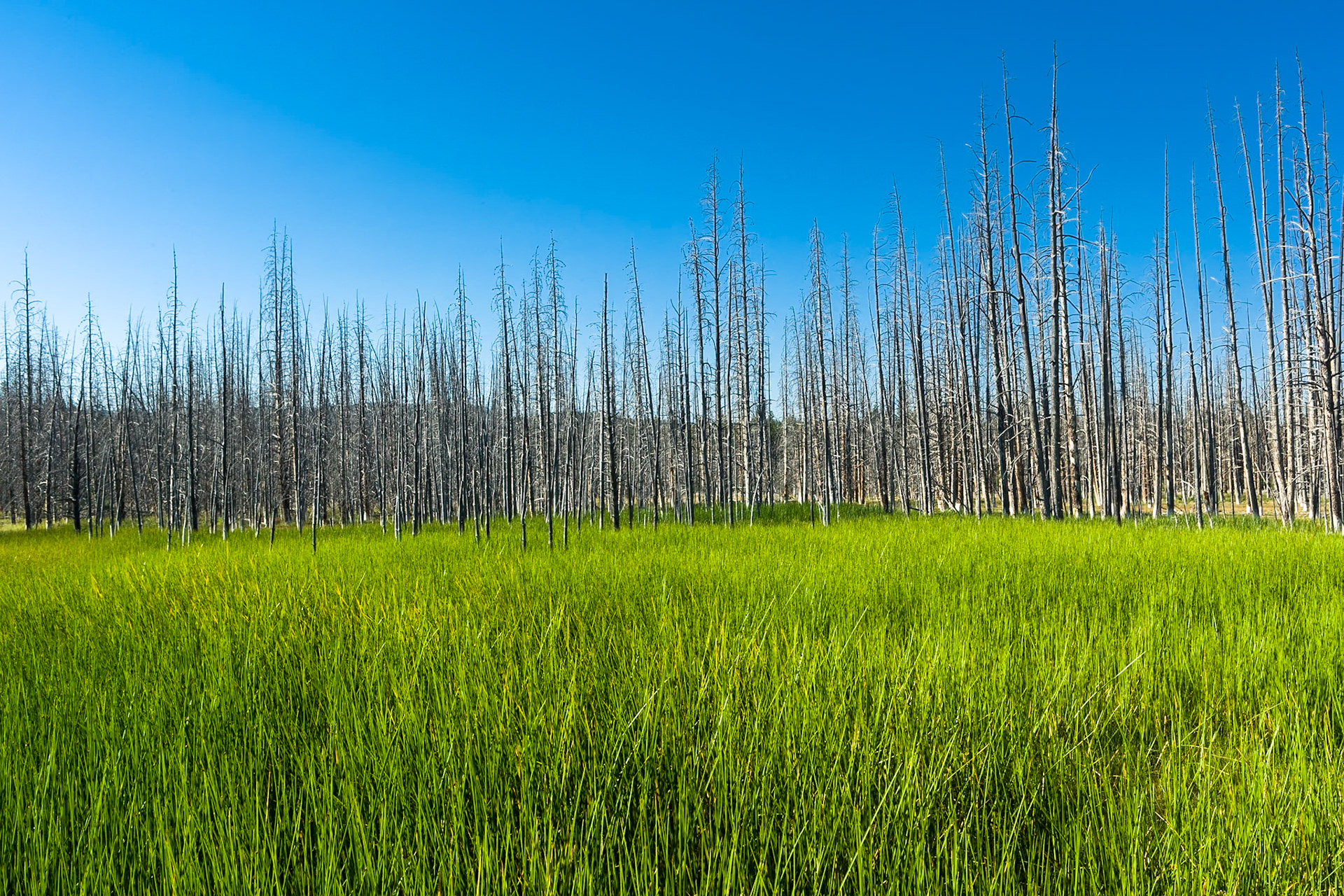 Trees at Midway Geyser Basin in Yellowstone National Park, WY, USA