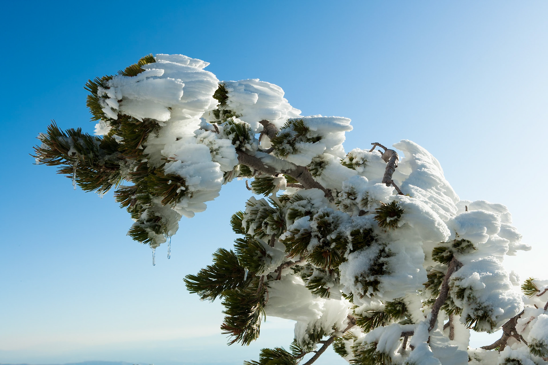 Wind formed Ice on tree at Francis Peak at Wasatch National Forest, Wasatch Range, Utah, USA