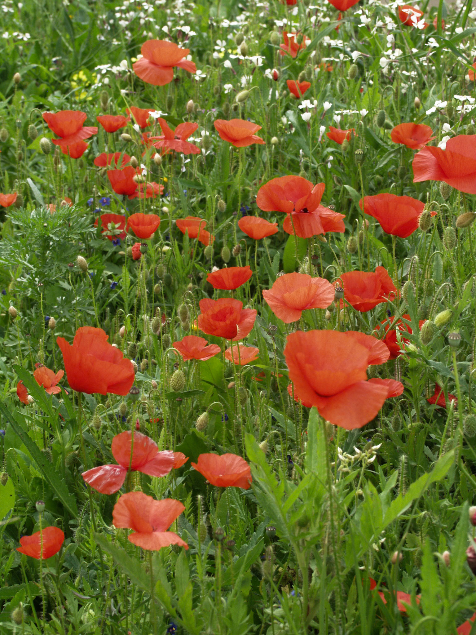 red poppy