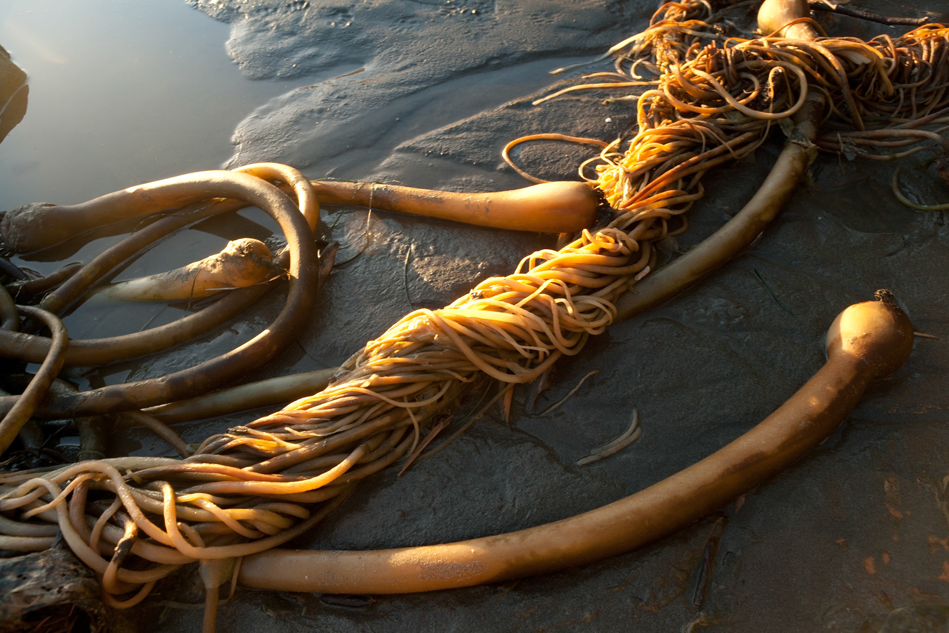 Second Beach near La Push at the Olympic National Park, Washington, USA, Out of focus