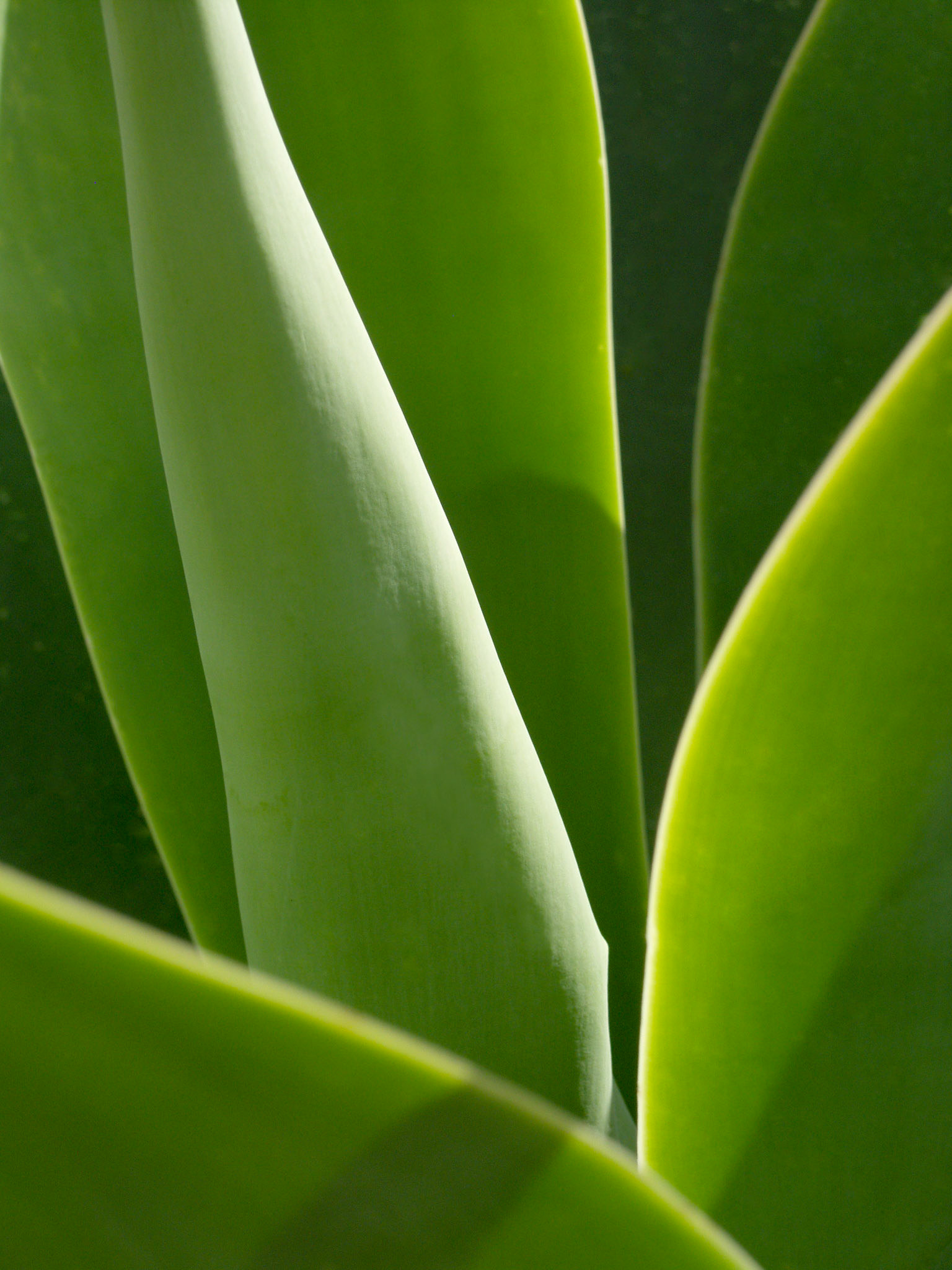 Plant leaves