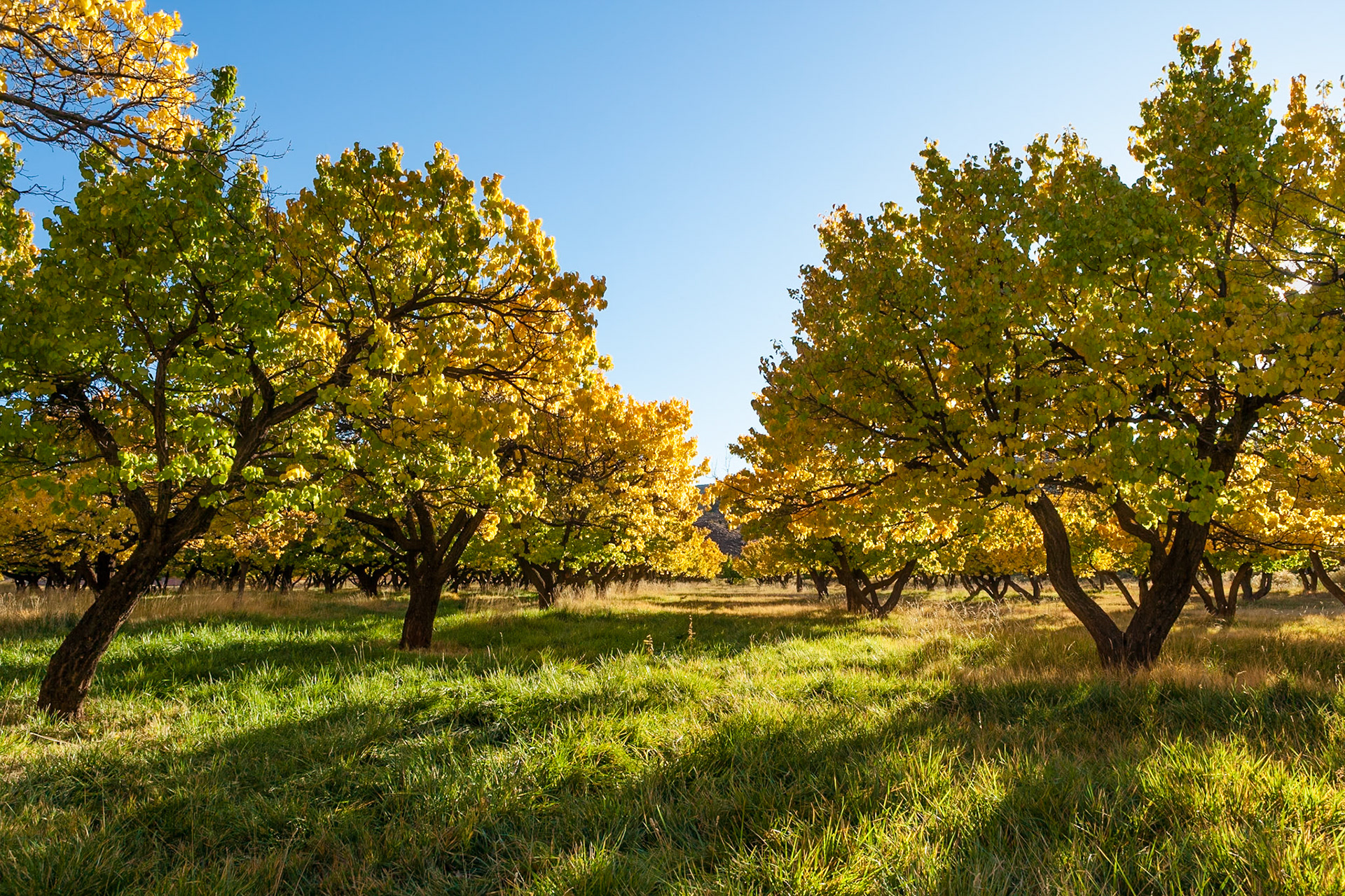 Autumn (Fall) at Fruita Orchard, Capitol Reef Nat'l Park, Utah, USA