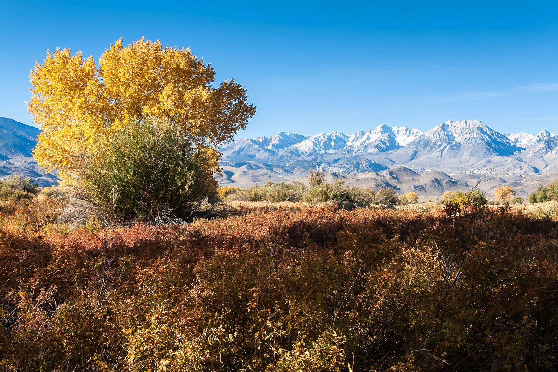 Yellow Autumn trees at Bishop at the High Sierra, CA, USA