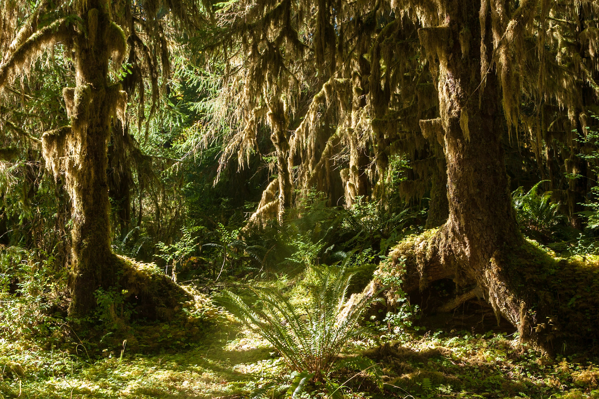 Spruce Trail at Hoh Rainforest at Olympic National Park, Washington USA