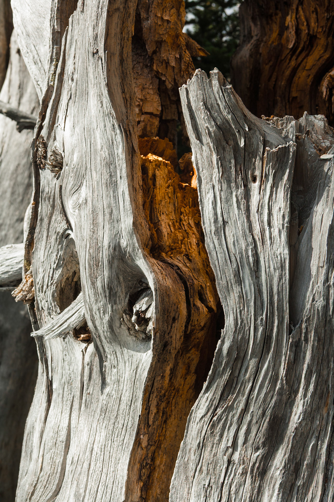 Trees at Hurricane Ridge, Olympic Nat'l Park, Washington, USA