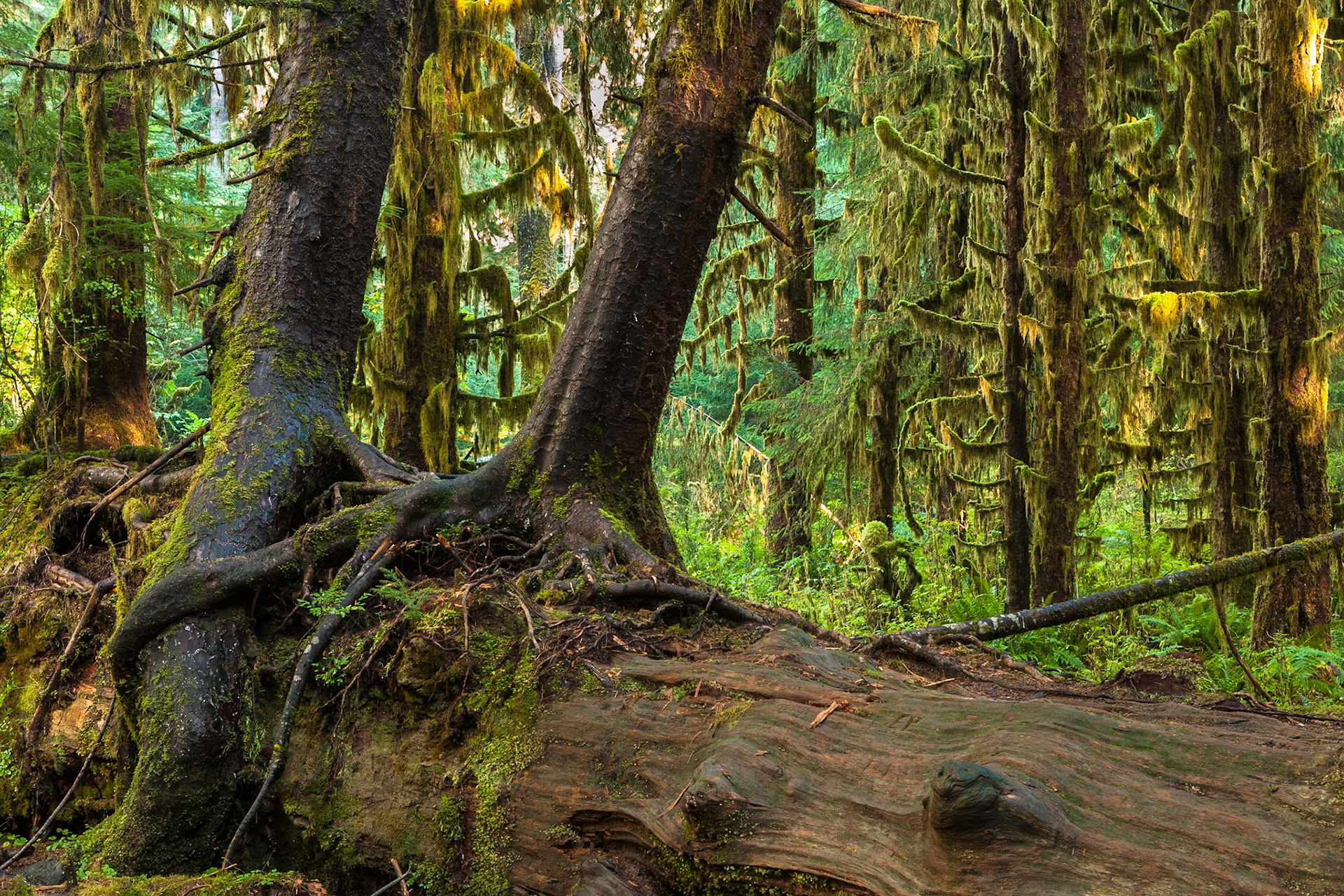 Hall of Mosses in the Hoh Rainforest at Olympic national Park, Washington, USA
