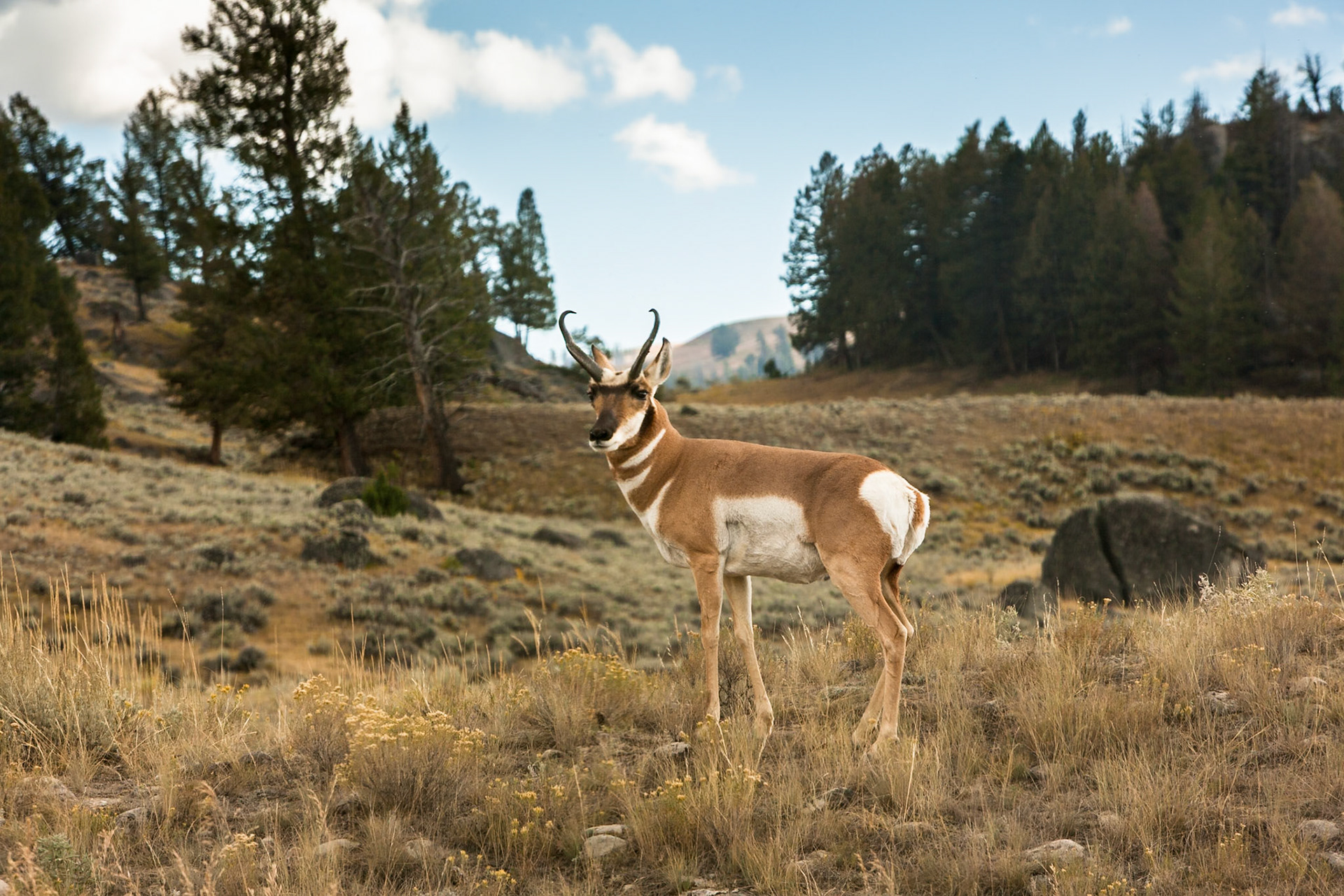 Pronghorn in Yellowstone National Park, Wyoming, USA