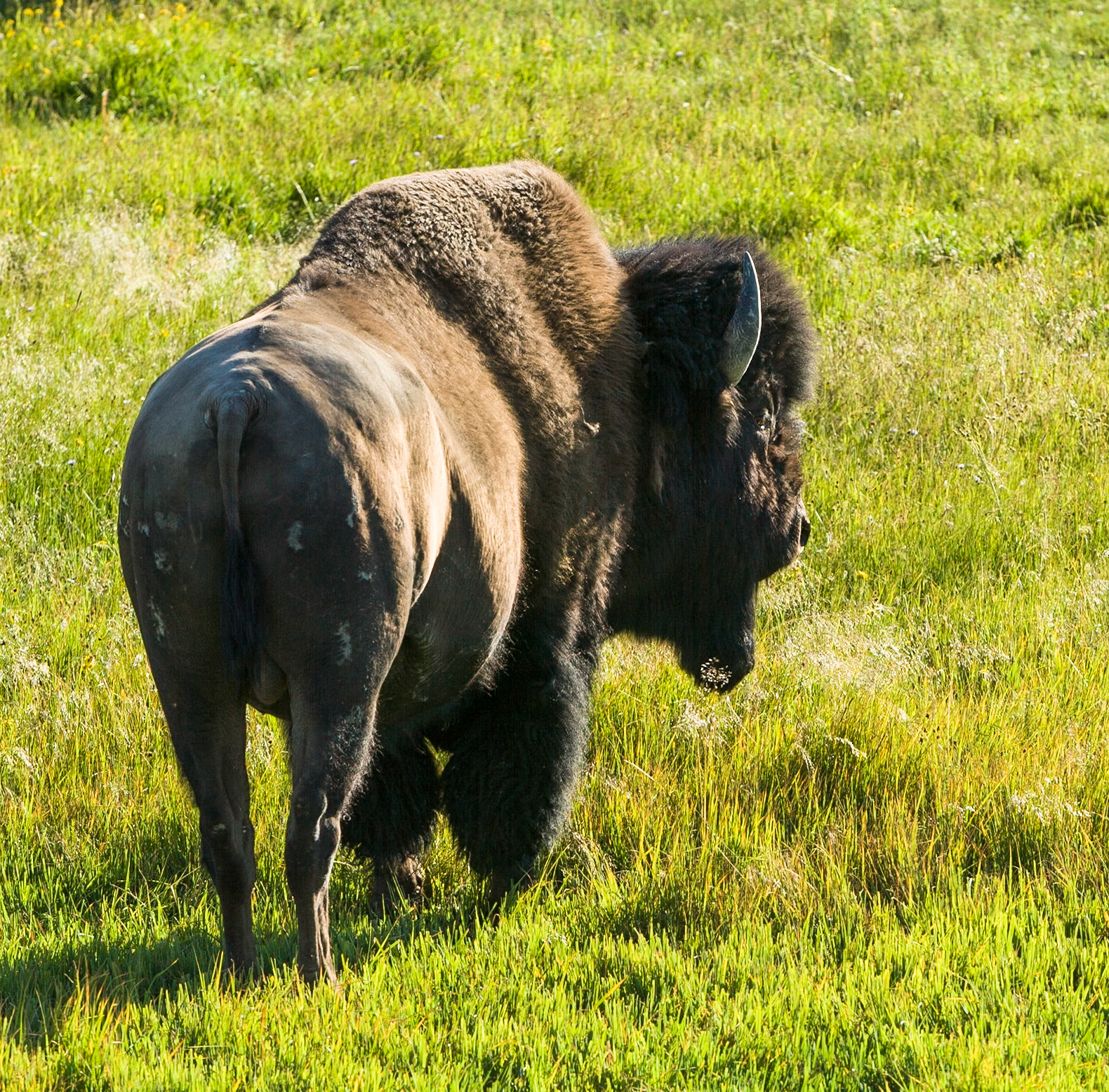 Buffalow(s) - Bison(s) in Yellowstone National Park, WY, USA