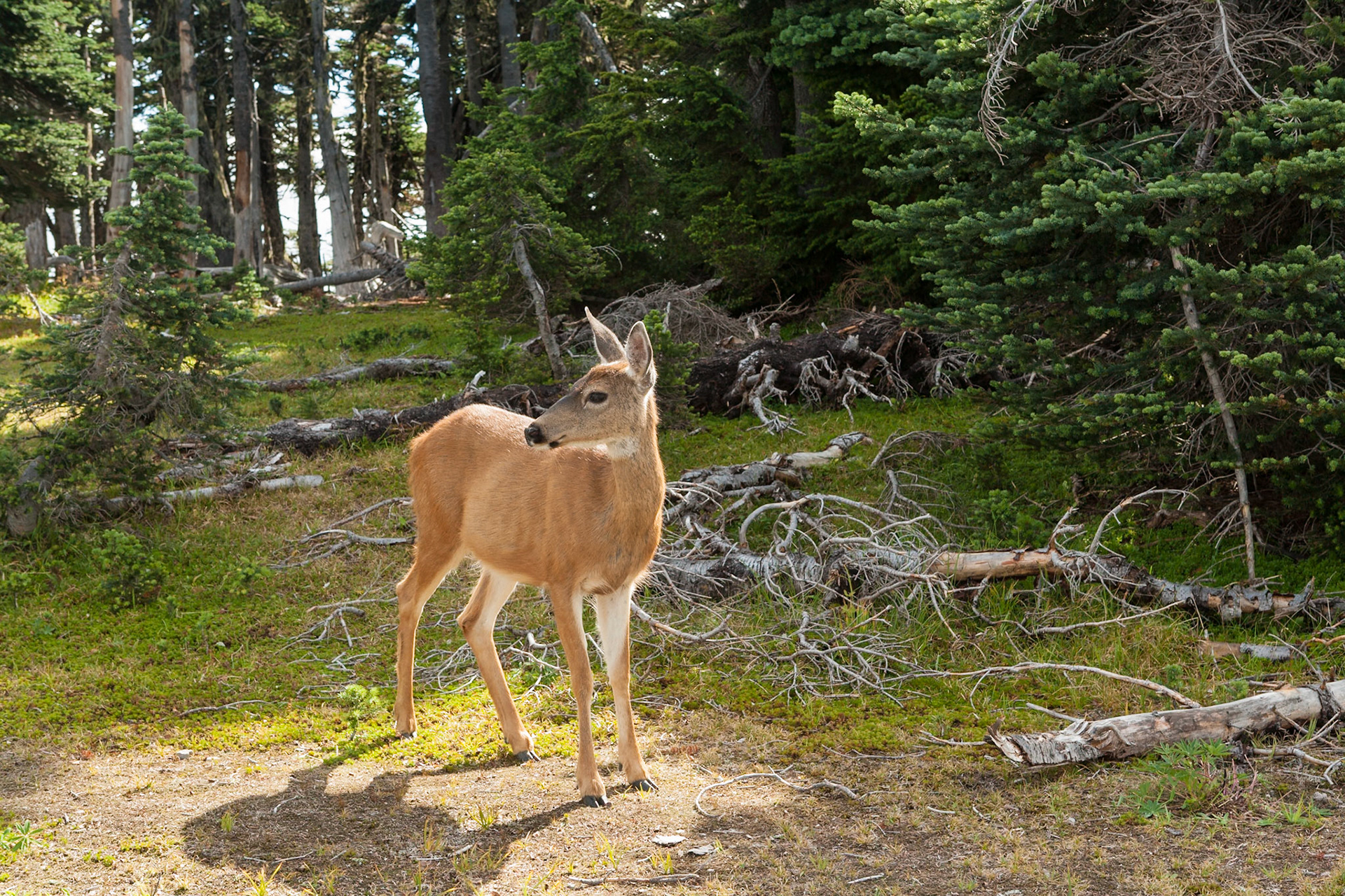 Deer at Hurricane Ridge, Olympic National Park, Washington, USA