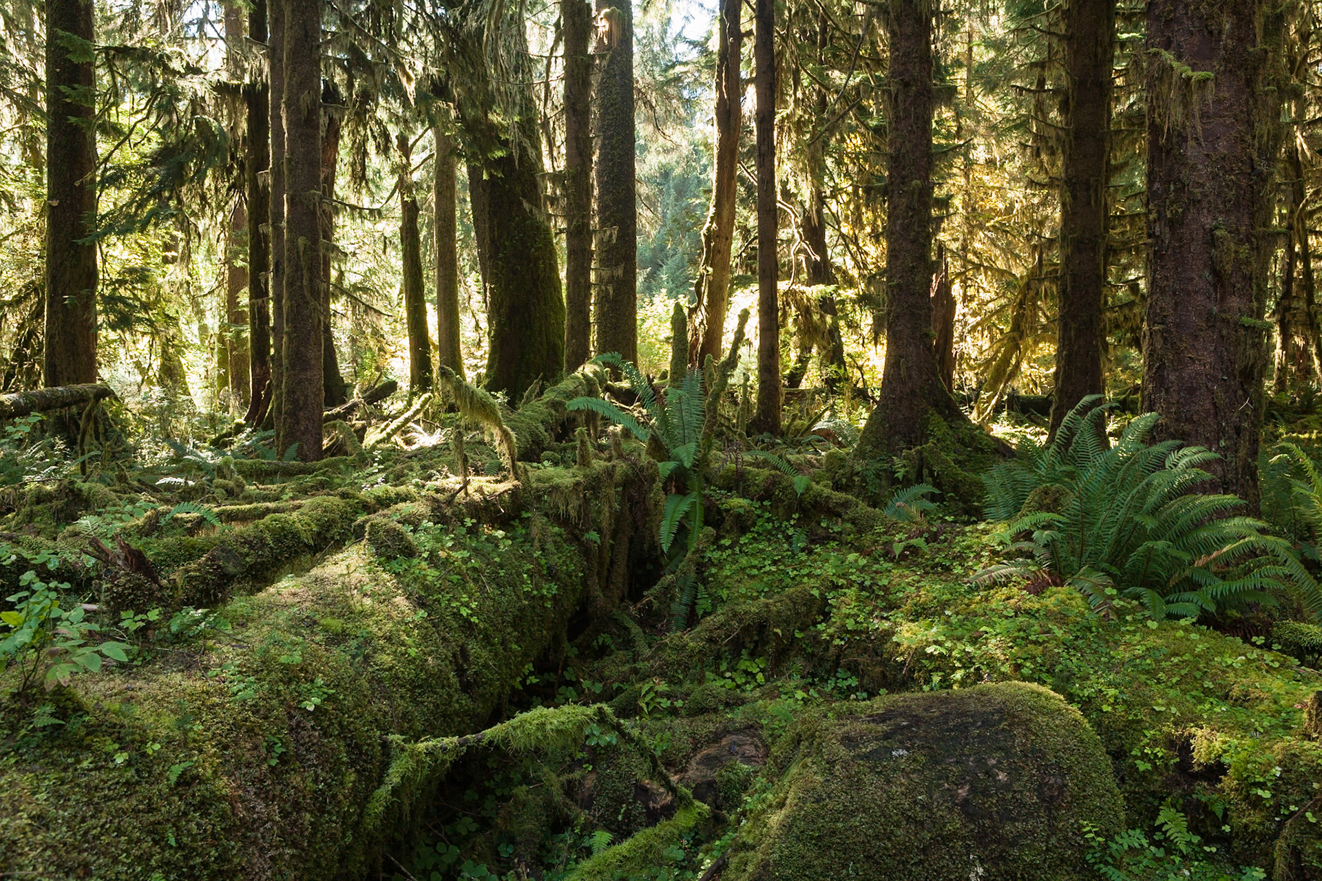 Spruce Trail at Hoh Rainforest at Olympic National Park, Washington USA