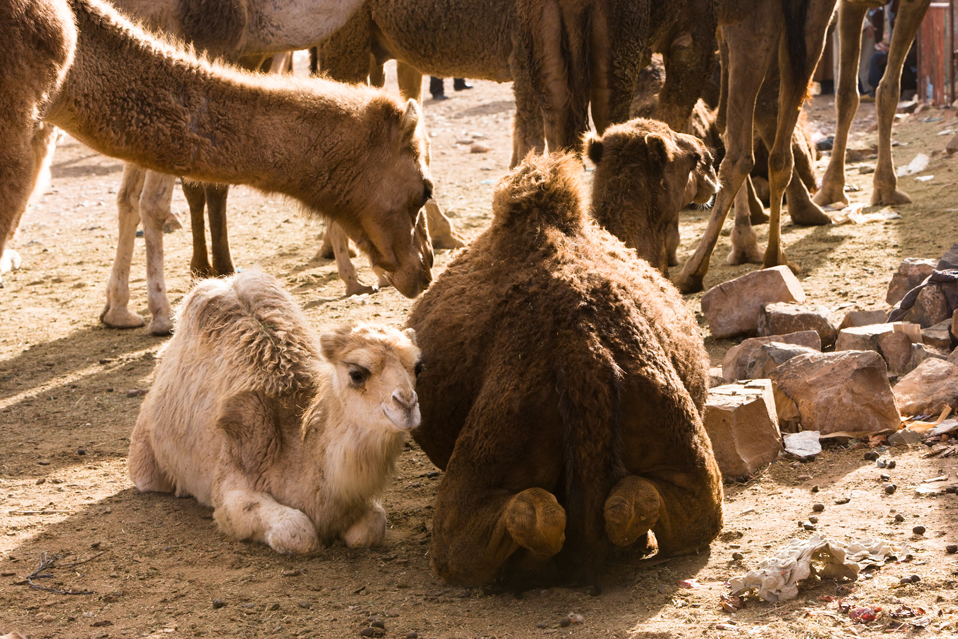 Weekly animal market at Guelmim