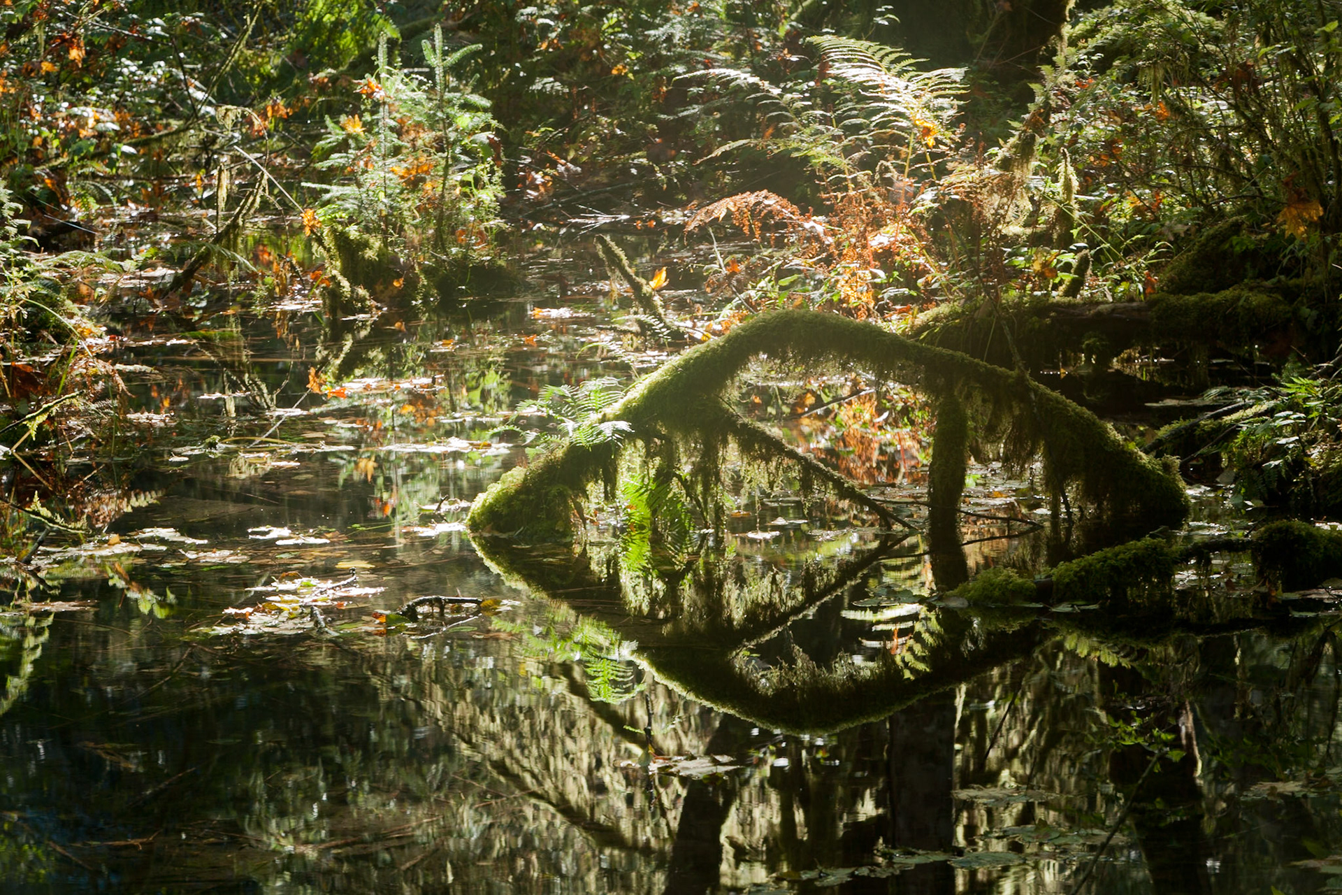 Spruce Trail at Hoh Rainforest at Olympic National Park, Washington USA, TECHNICAL ISSUES