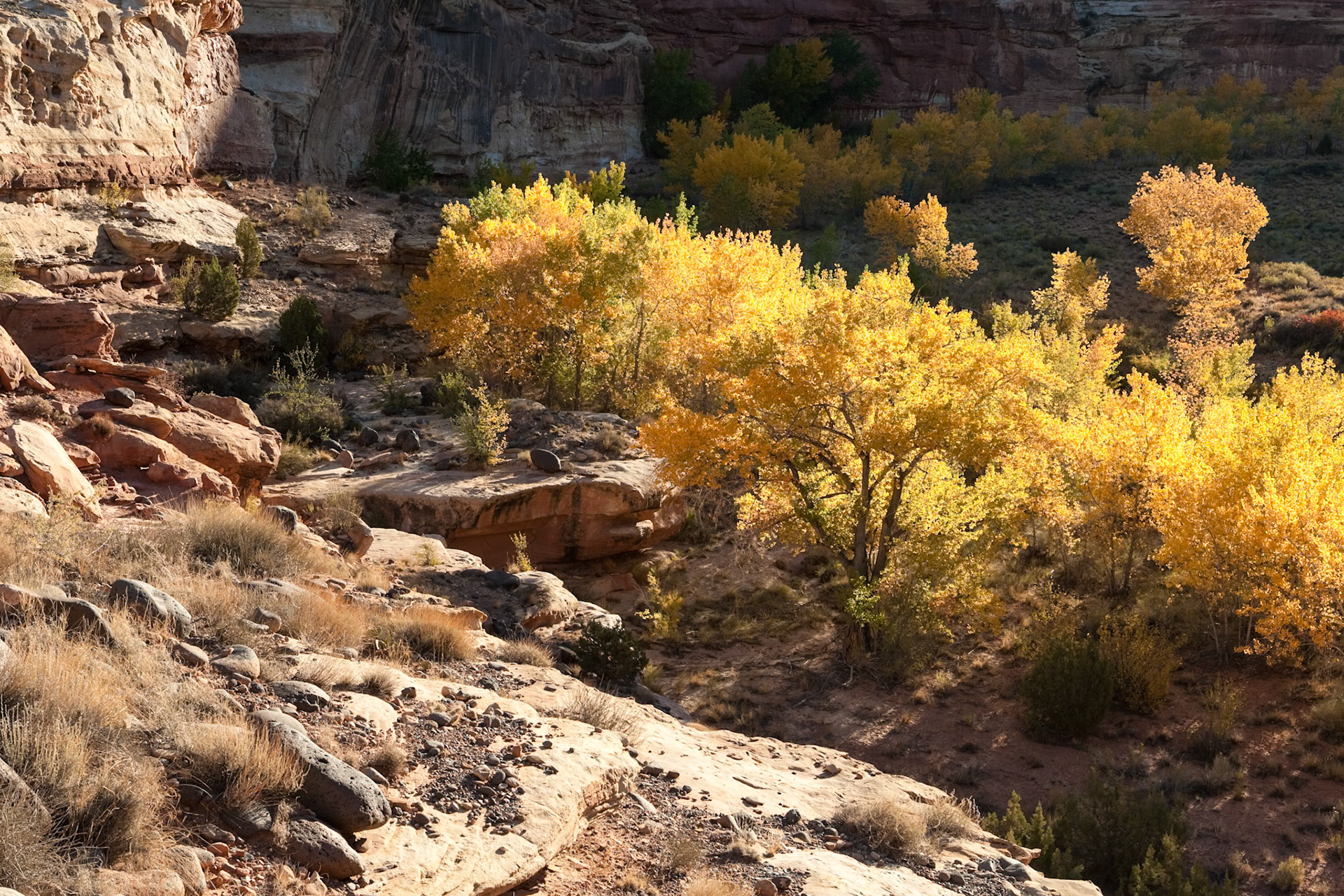 Fall (Autumn) at Hickman Natural bridge Trail, Capitol Reef Nat'l Park, Utah, USA