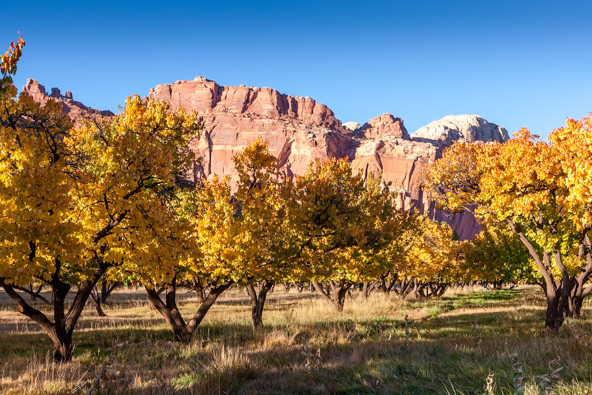 Autumn (Fall) at Fruita Orchard, Capitol Reef Nat'l Park, Utah, USA