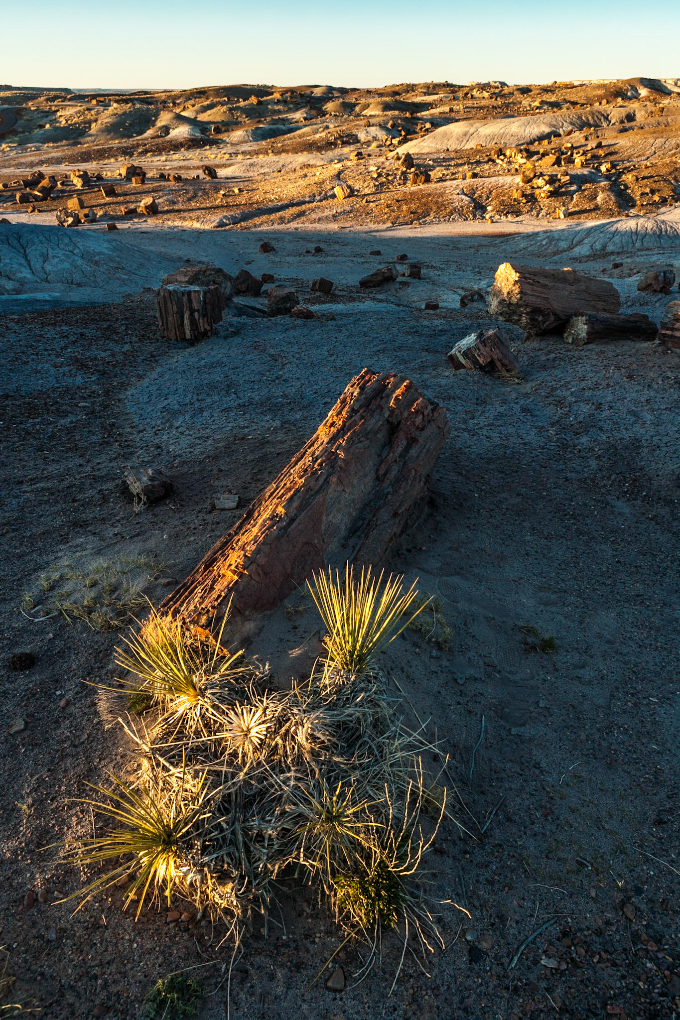 Sunset at Petrified Forest National Park, Crystal Forest, AZ, USA