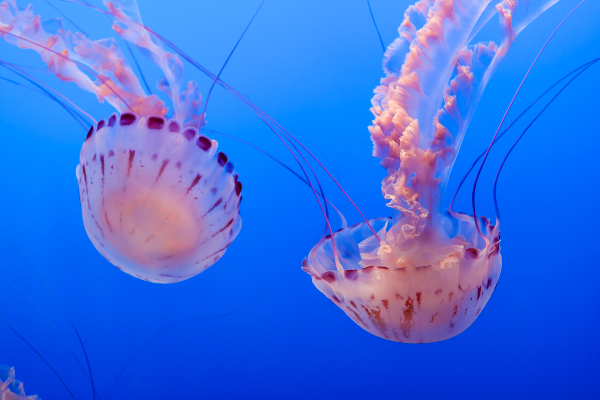 Purple-striped jelly, Chrysaora colorato,