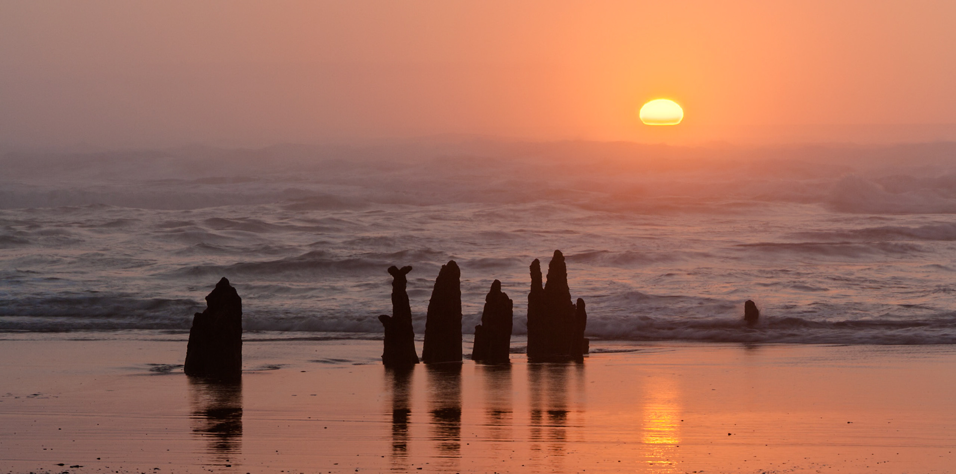 Sunset at South Beach with Petrified trees at Neskowin, OR, USA