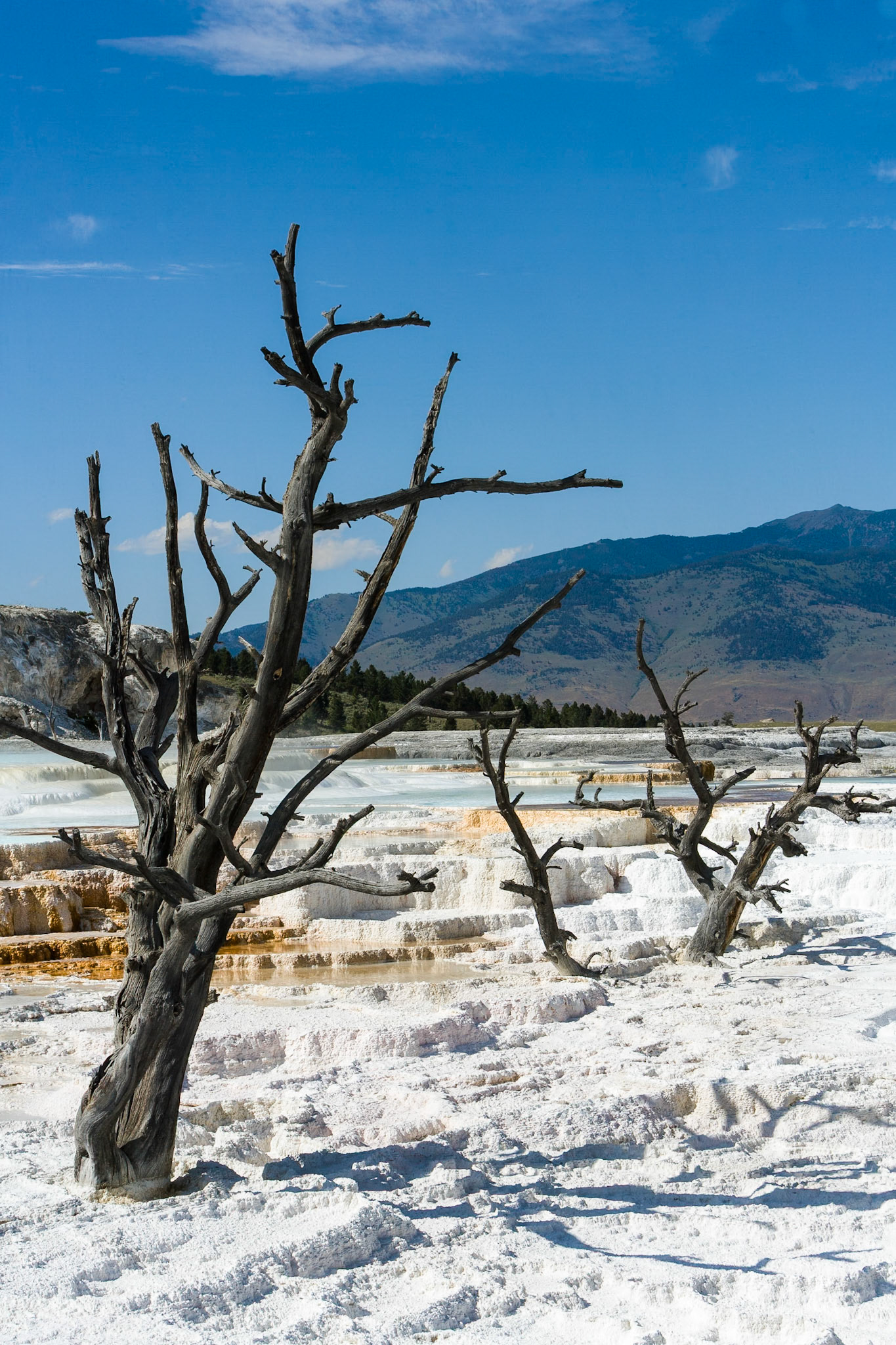 New Blue Spring at Mammoth Hot Springs  in Yellowstone National Park Wyoming, USA