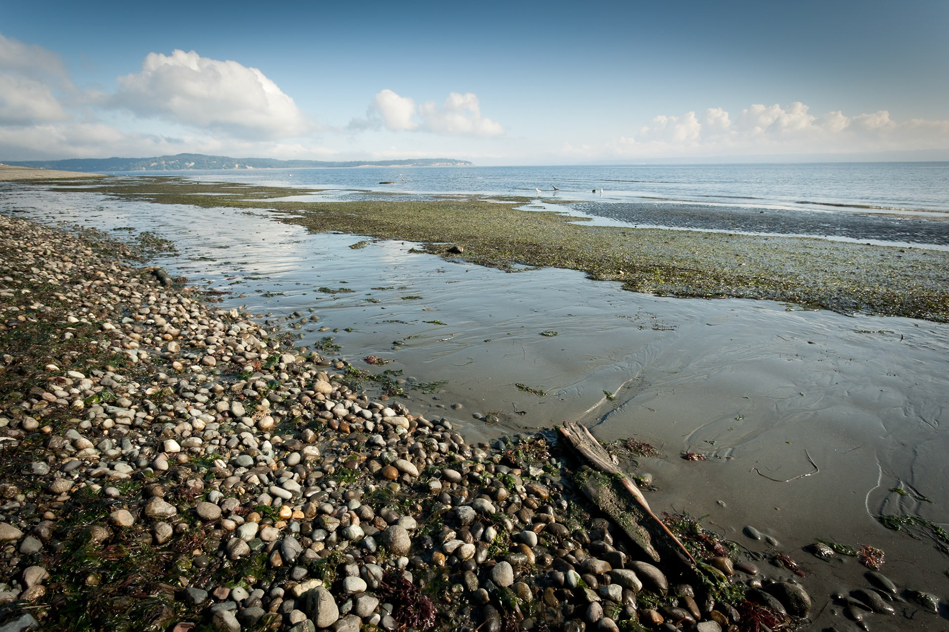 Beach at Fay Bainbridge State Park, Bainbridge Island, Washington, USA