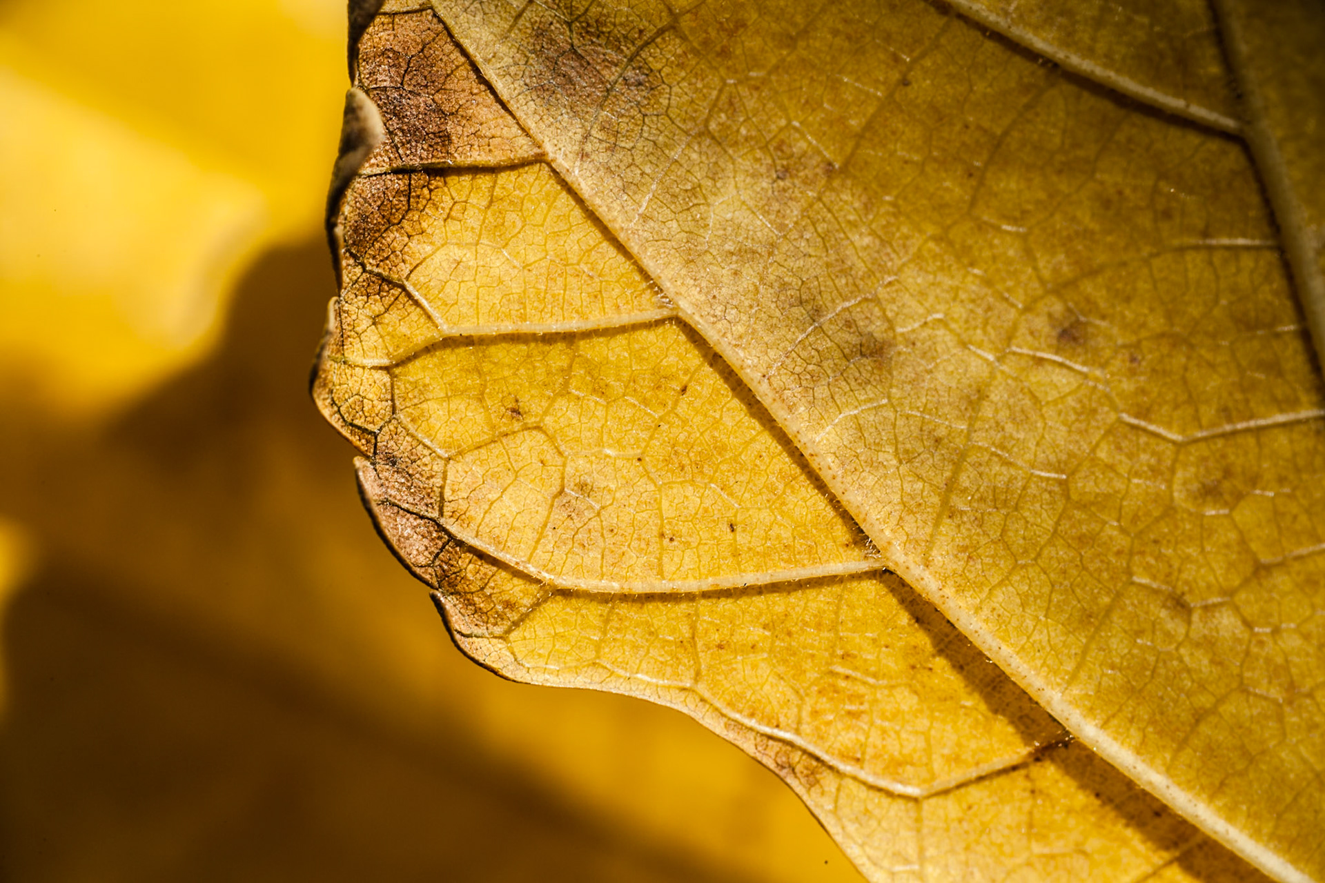 Yellow Autumn leaf, USA