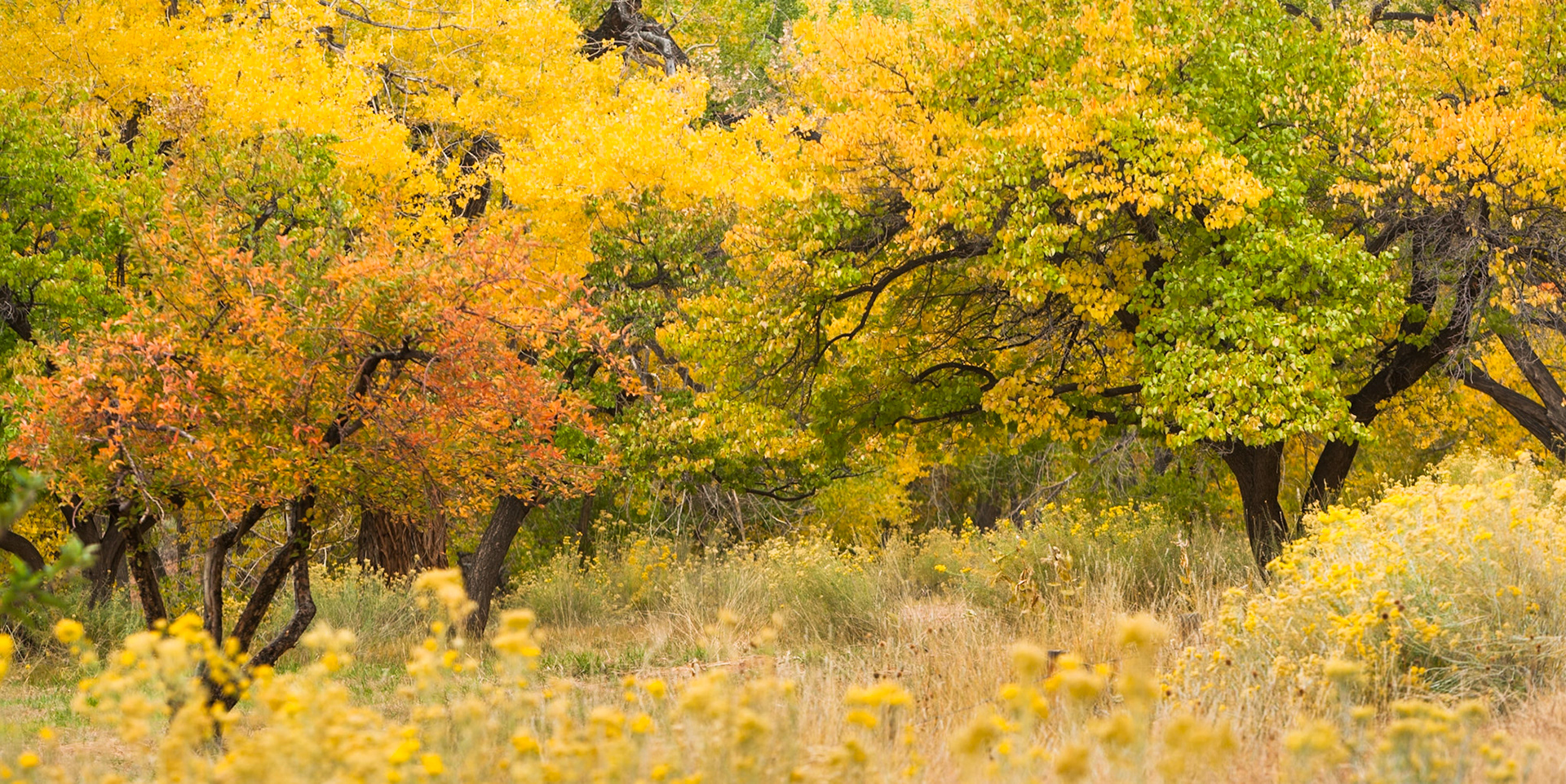 Dreamy Autumn (Fall) in Capitol Reef Nat'l Park, Utah, USA