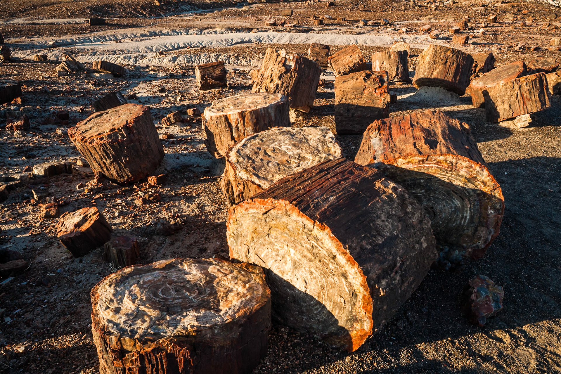 Sunset at Petrified Forest National Park, Crystal Forest, AZ, USA