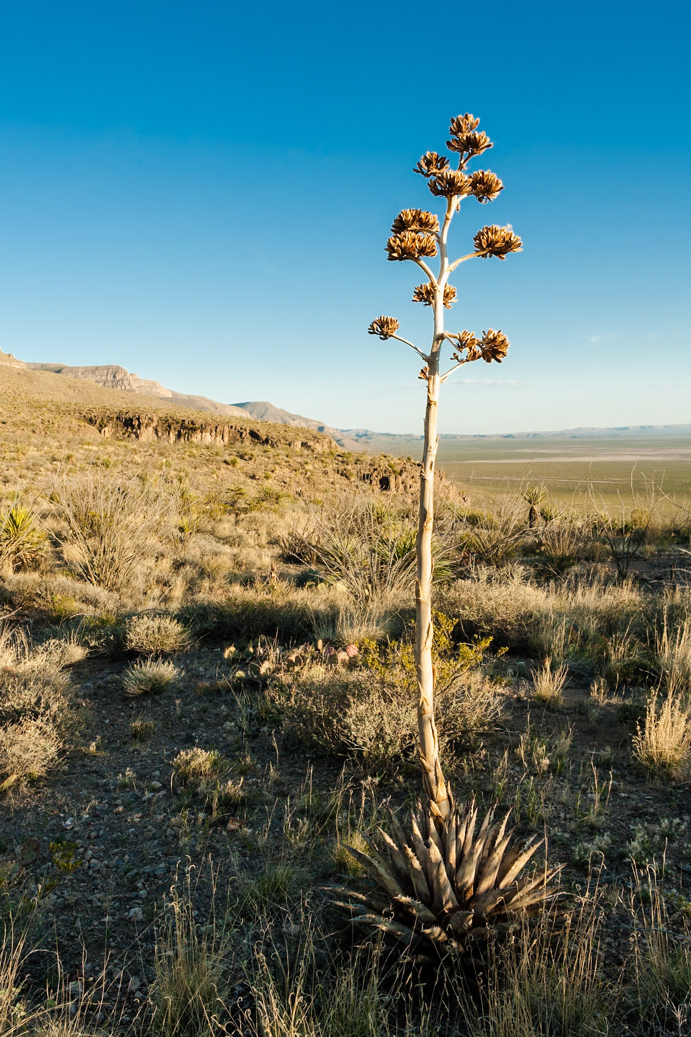 Yucca in Oliver Lee State Park, New Mexico, USA