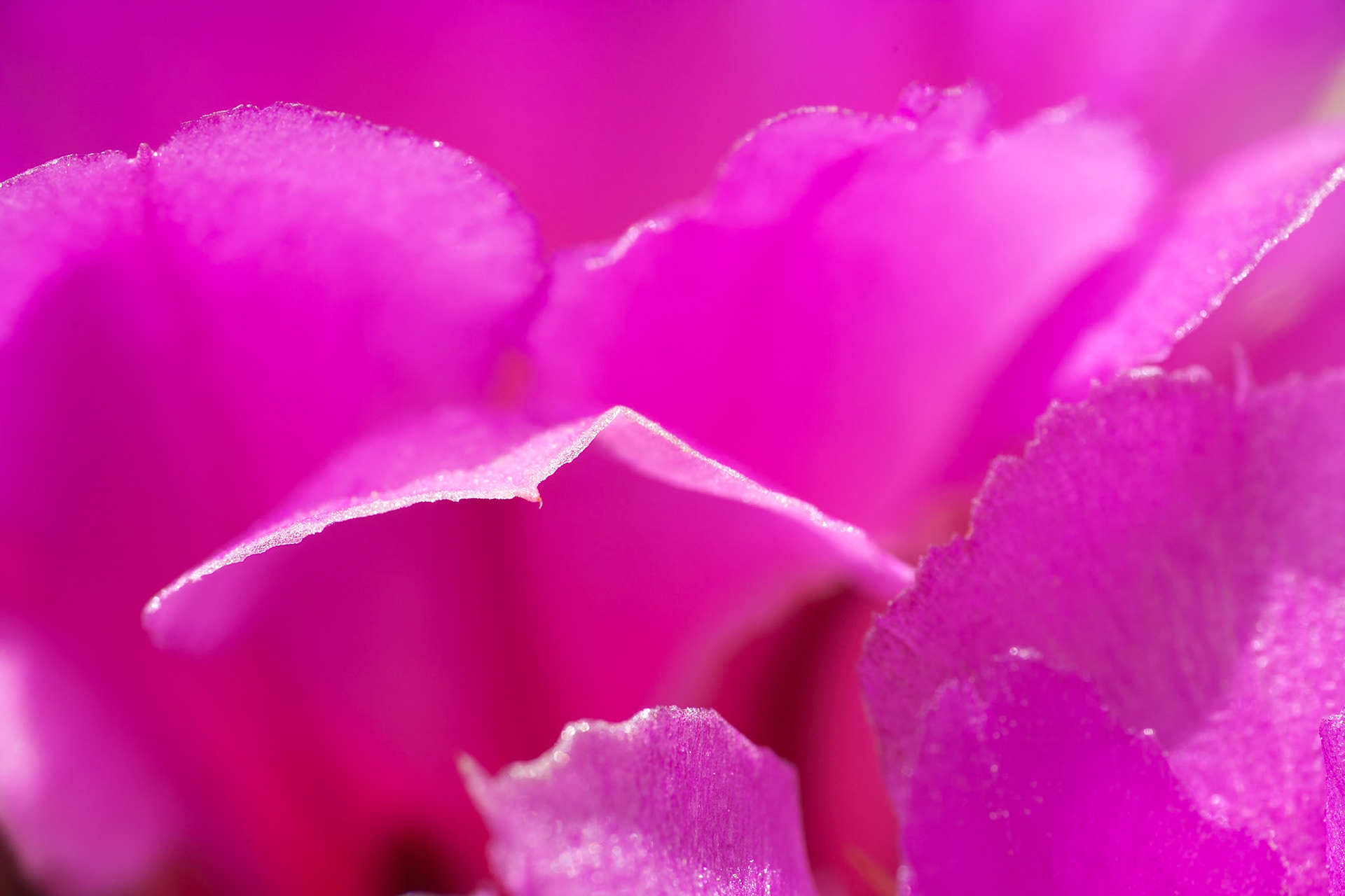 Close-up Hedgehog Cactus flower at Oliver Lee Memorial State Park, New Mexico, USA