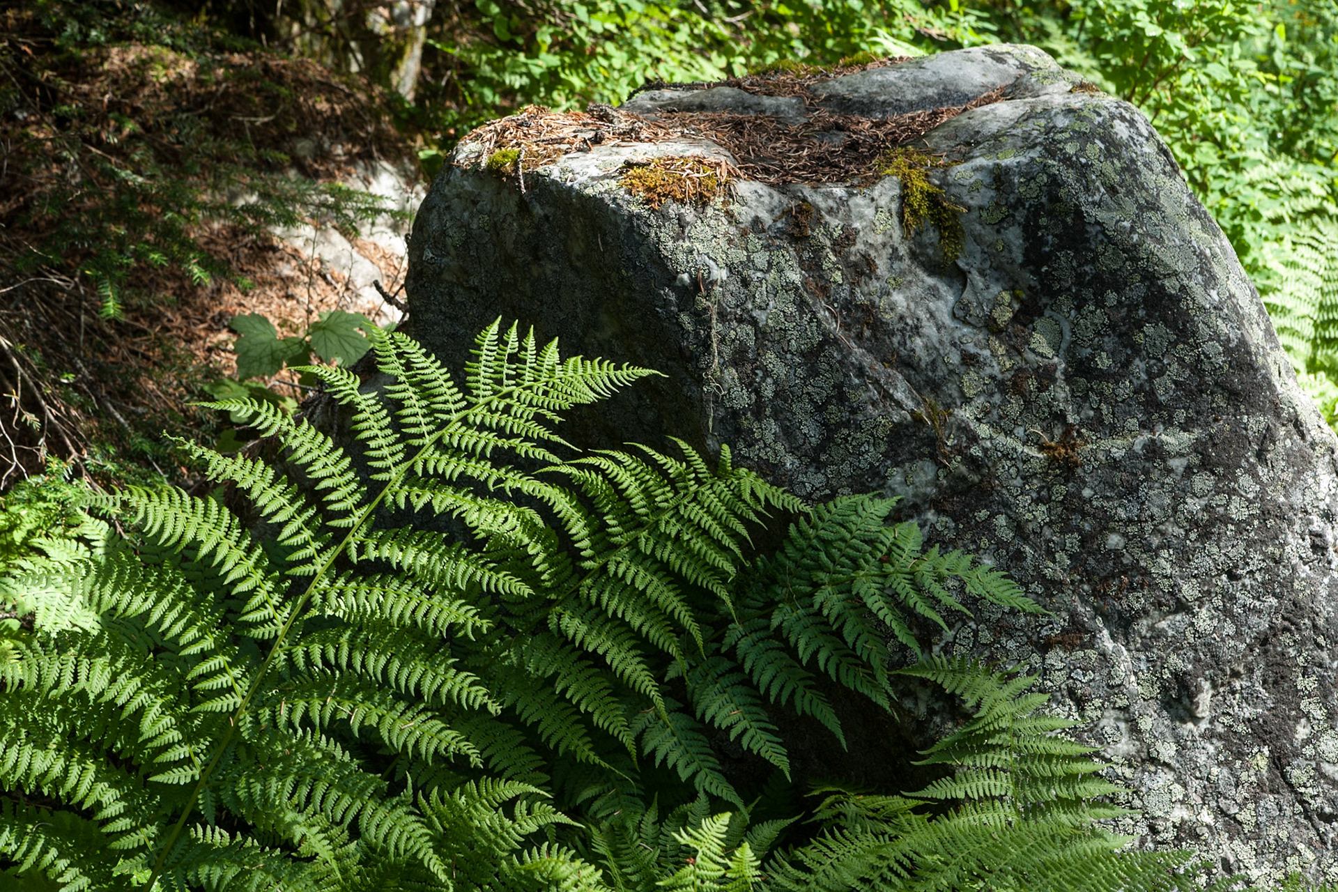Fern and rock at Glacier nat'l Park, BC. CA