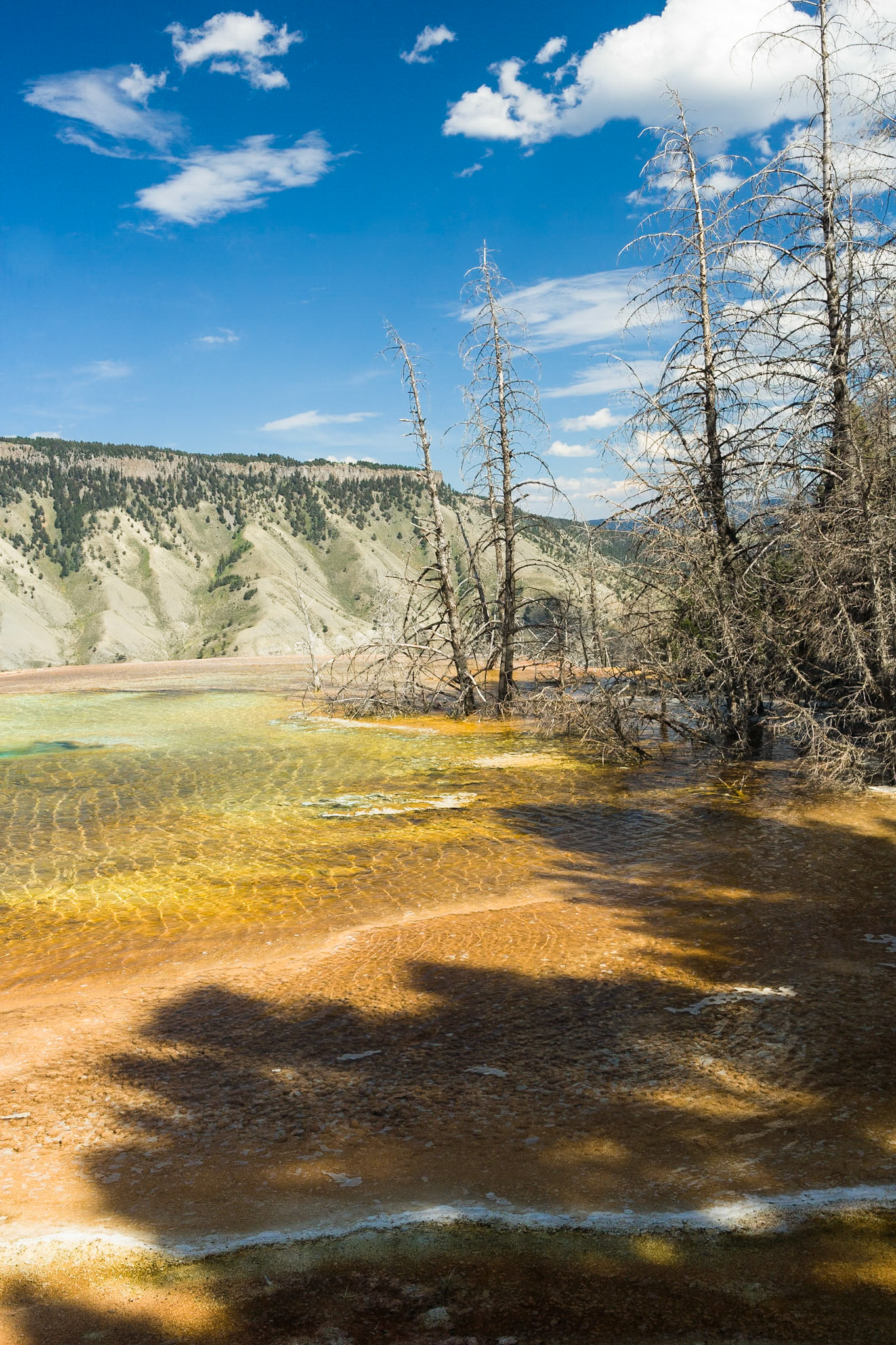Canary Spring at Mammoth Hot Springs  in Yellowstone National Park Wyoming, USA