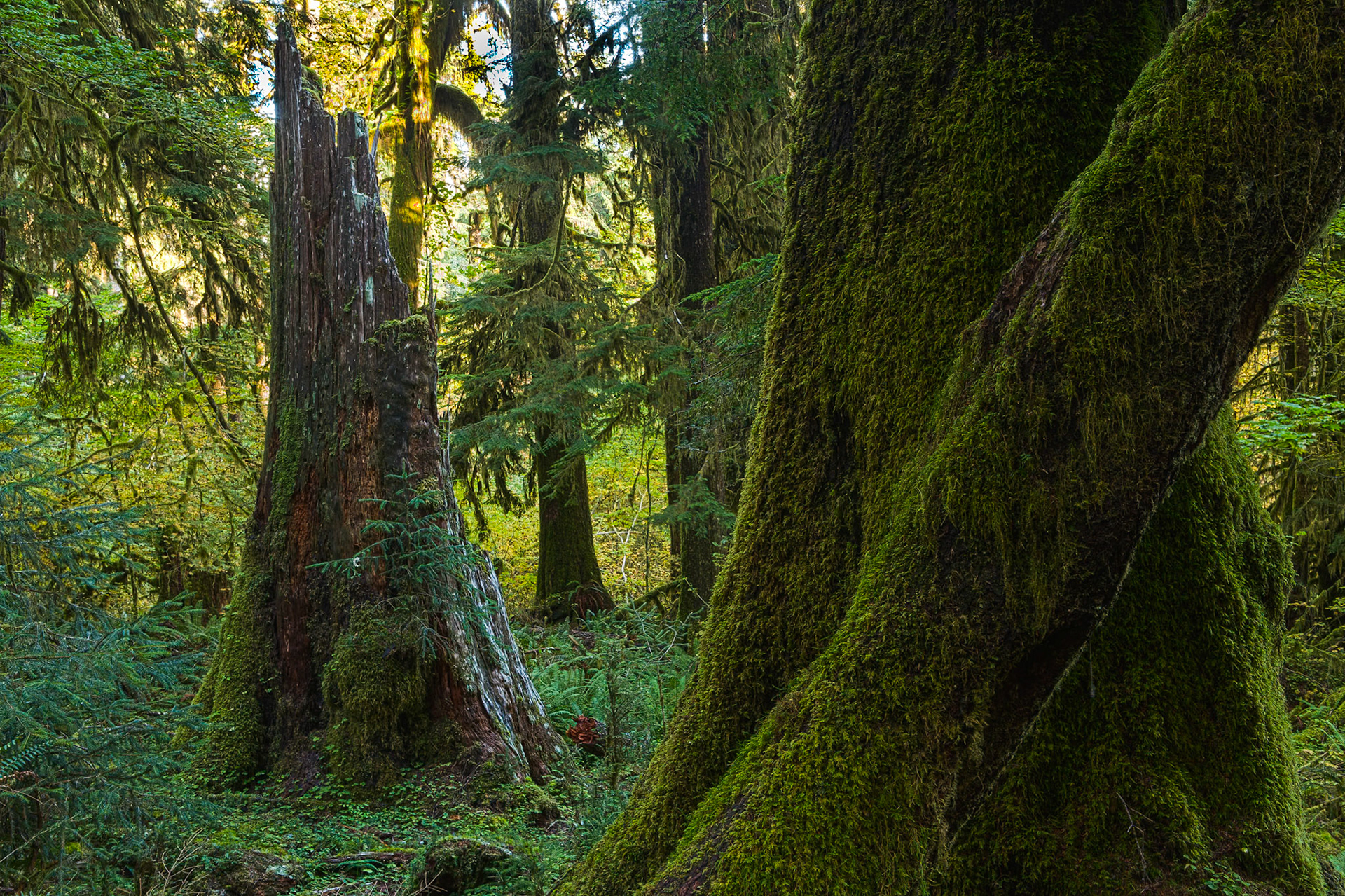Hall of Mosses in the Hoh Rainforest at Olympic national Park, Washington, USA