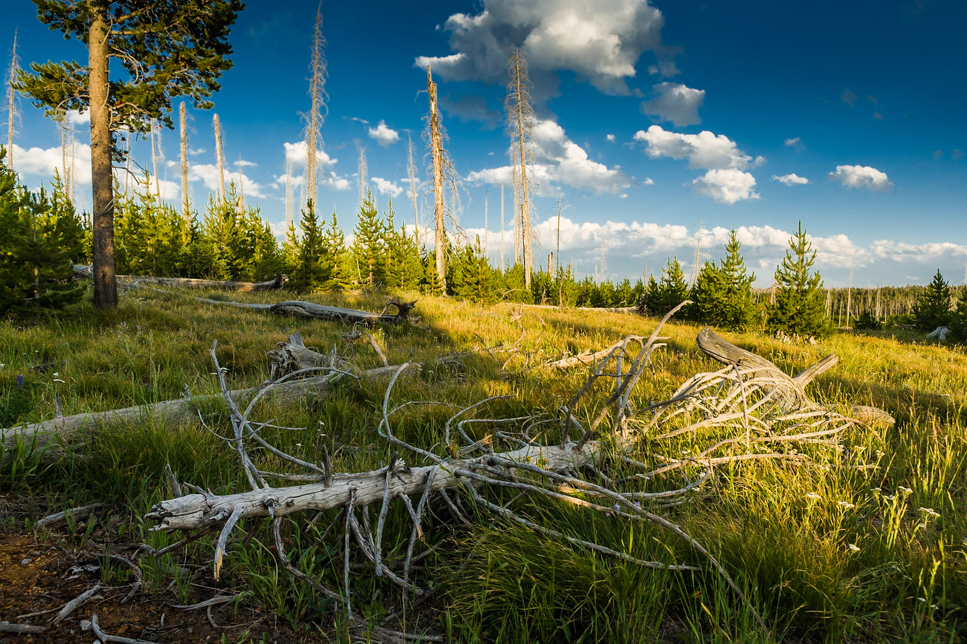 Burnes trees rise above new trees in Yellowstone National Park, WY, USA