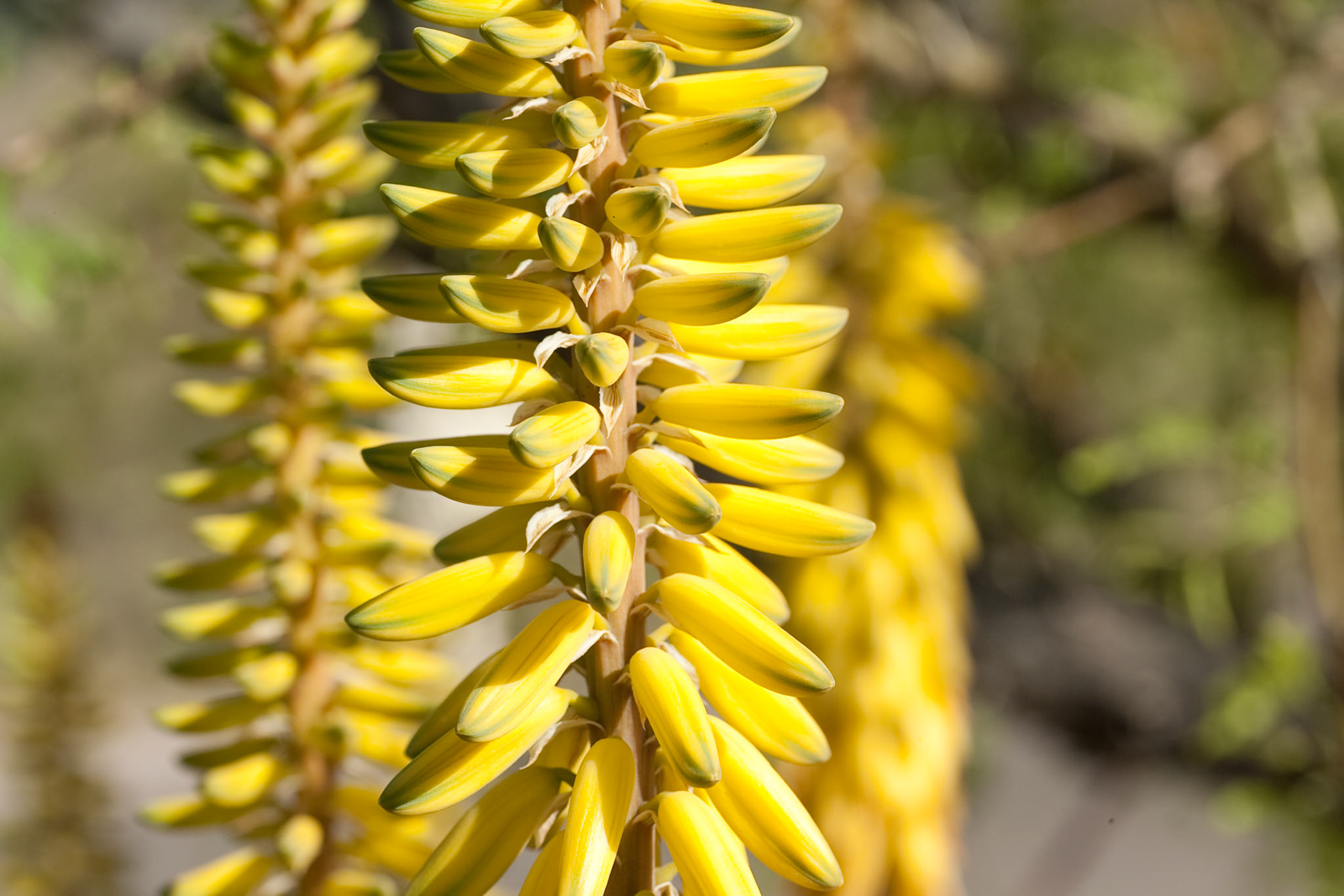Cactus Flower in Lost Dutchman State Park, AZ, USA