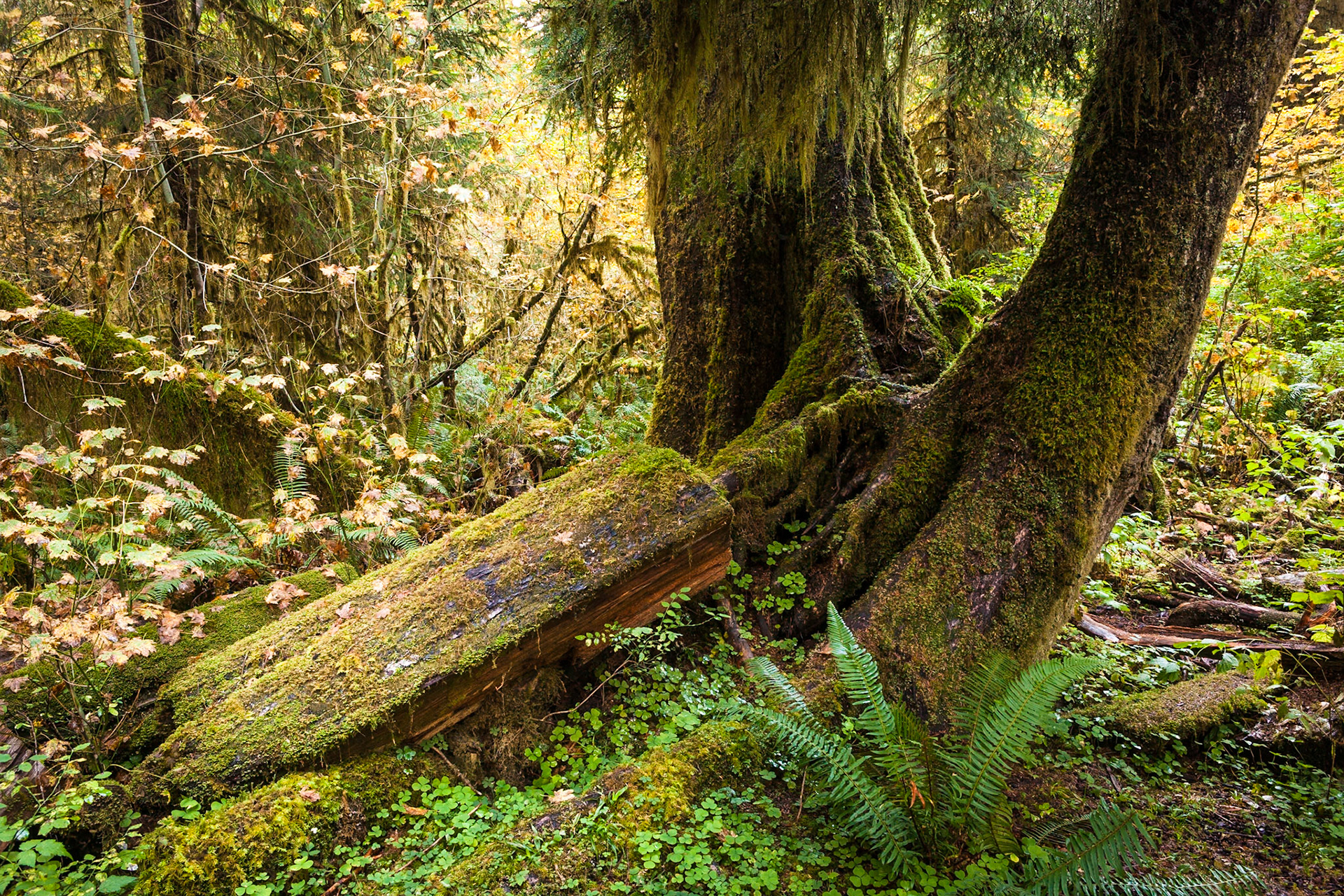 Hall of Mosses in the Hoh Rainforest at Olympic national Park, Washington, USA