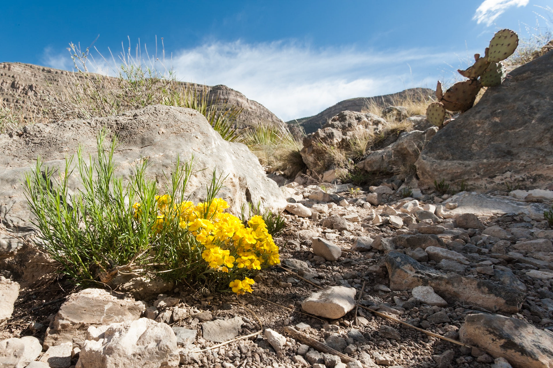 Wild Flowers at Dog Canyon at Oliver Lee Memorial State Park, New Mexico, USA