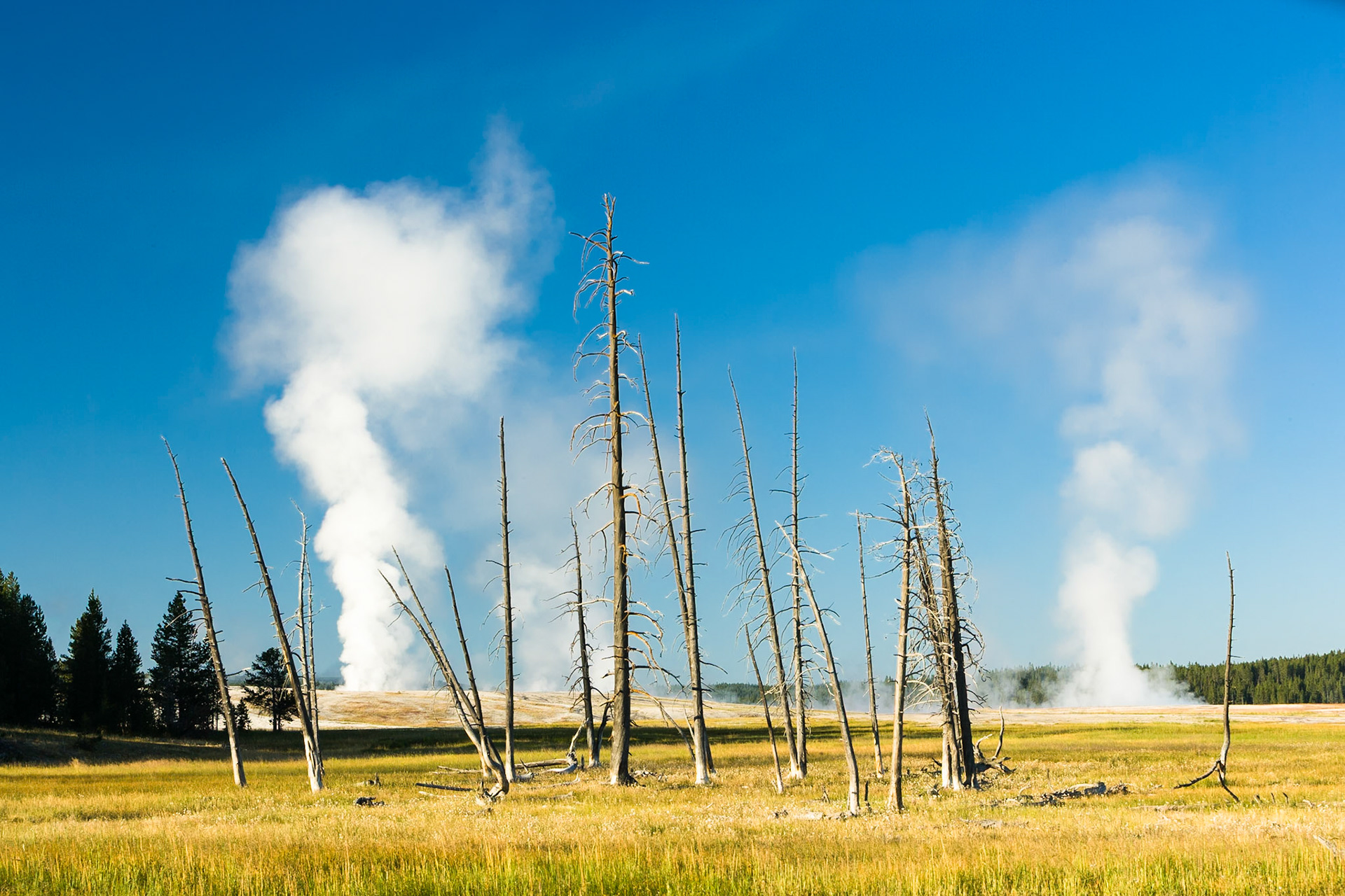 Clepsydra Geyser at Lower Geyser Basin in Yellowstone National Park, WY, USA