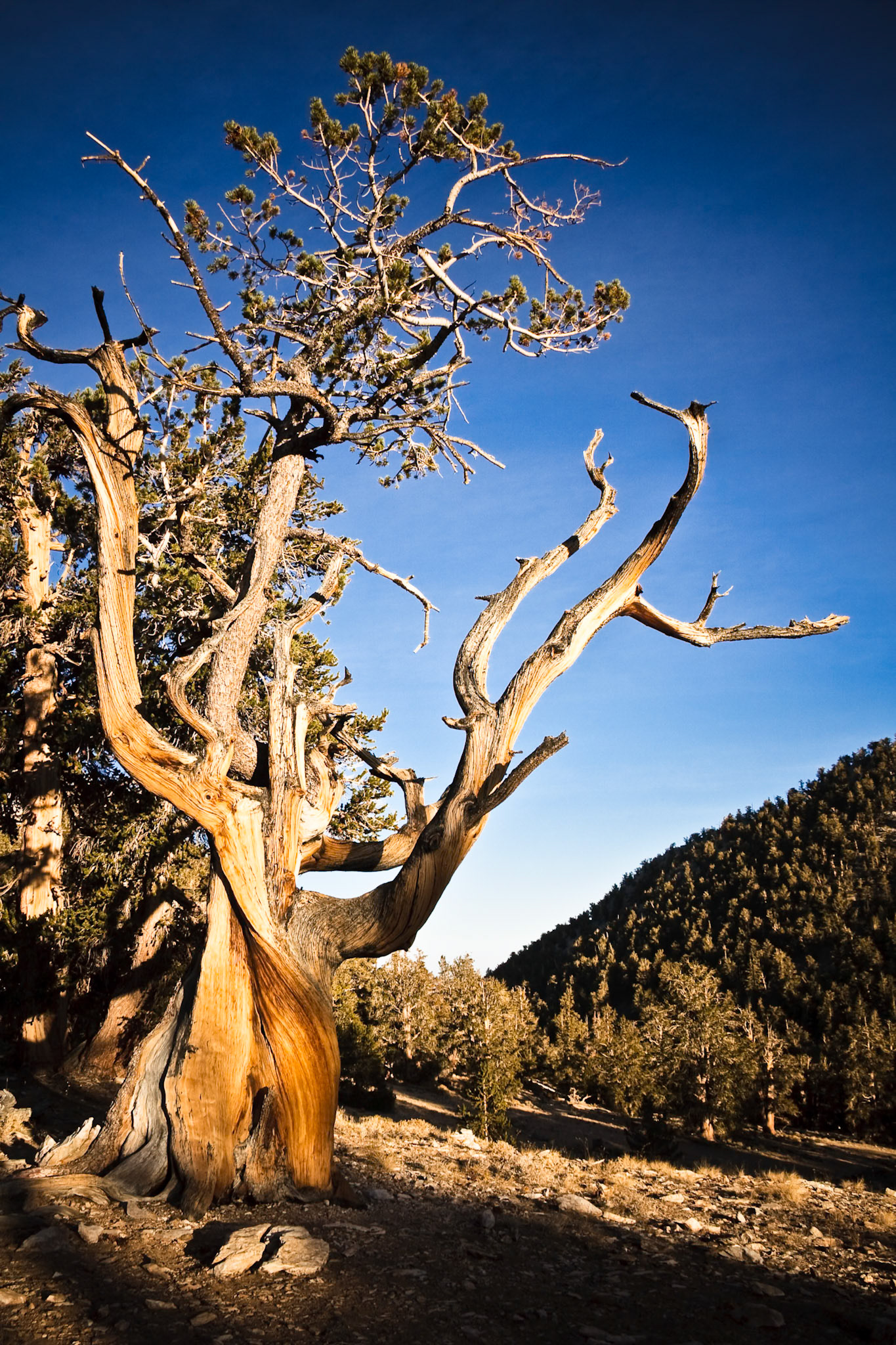 Bristlecone Pine at Bristlecone Pine Forest near Big Pine, CA, USA