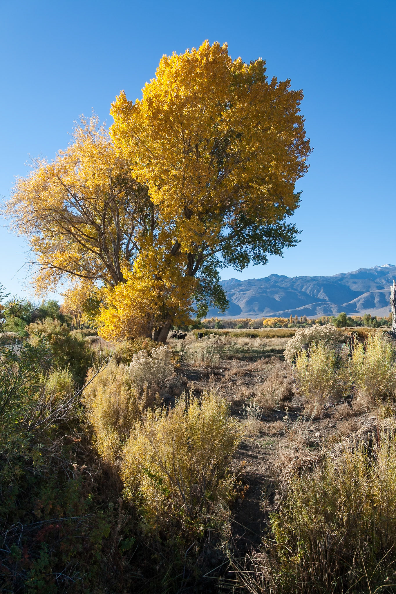 Yellow Autumn trees at Bishop at the High Sierra, CA, USA