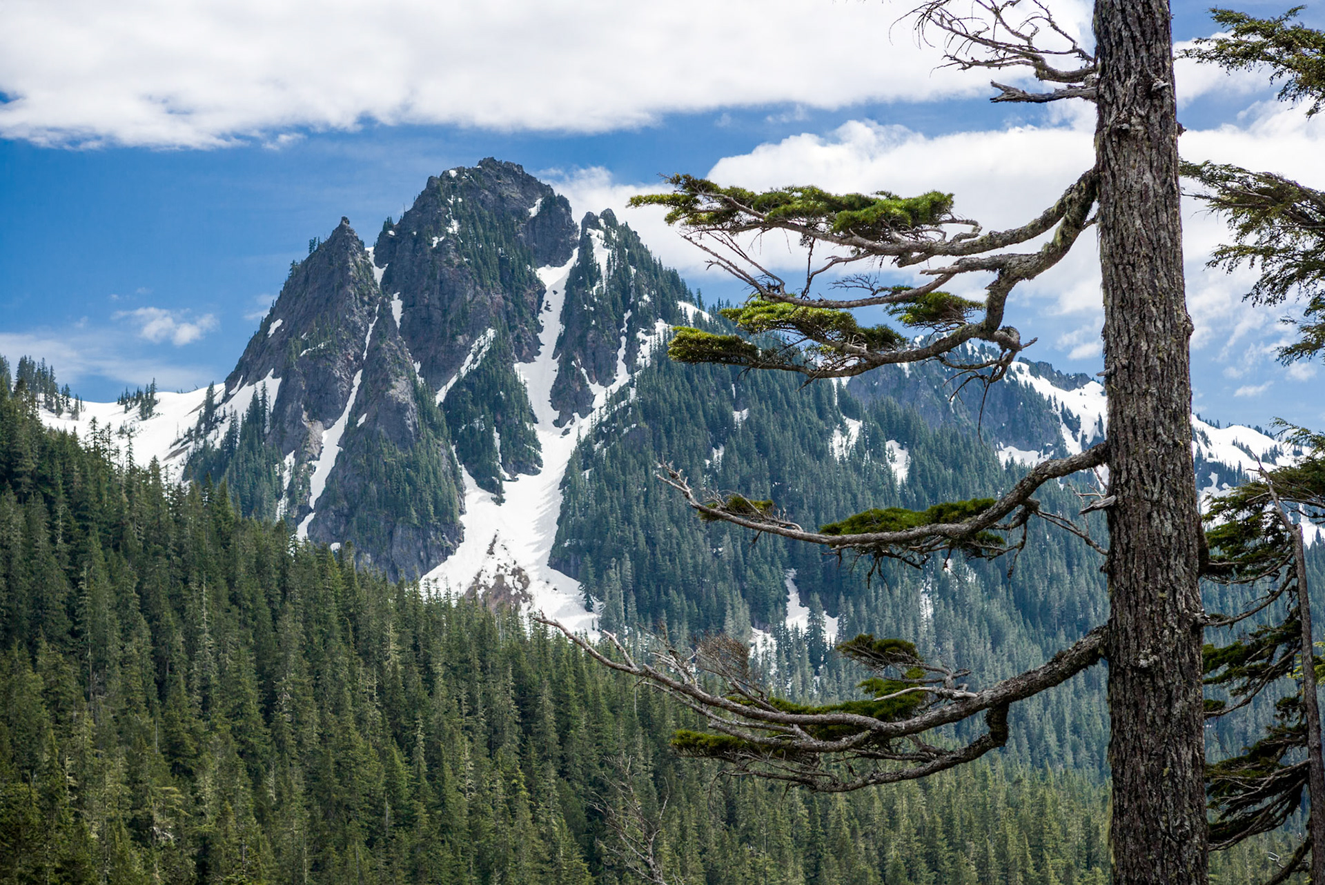 Mount Rainier Nat'l Park, WA, USA, AESTHETIC OR COMMERCIAL APPEAL OF IMAGE