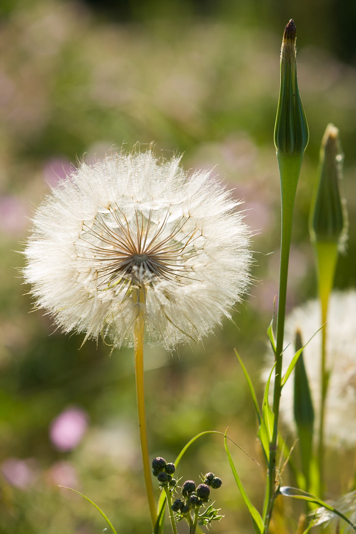Wild flowers at Grand Teon National Park, Wyoming, USA