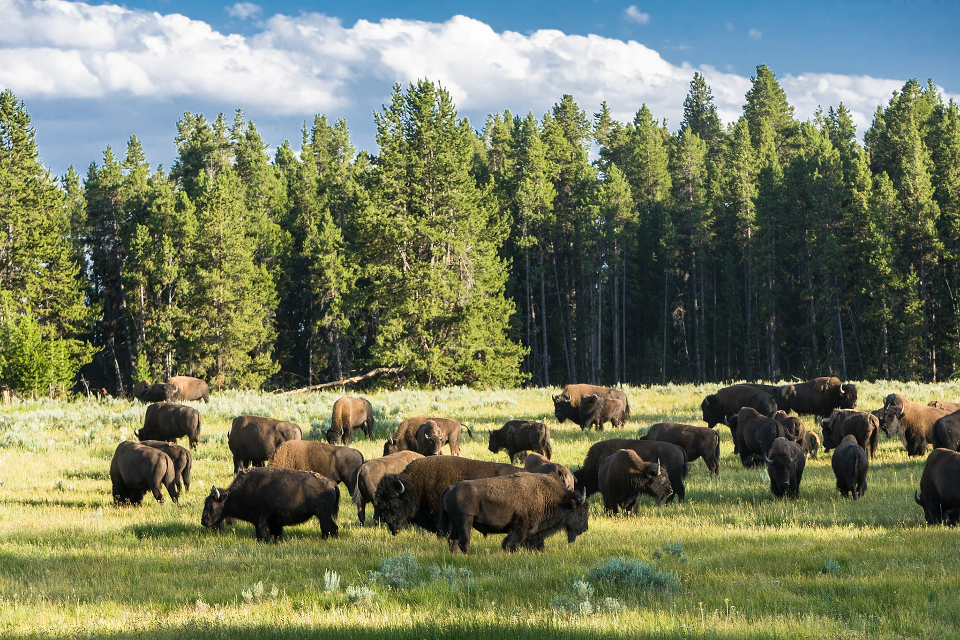 Bison in Yellowstone National Park, WY, USA