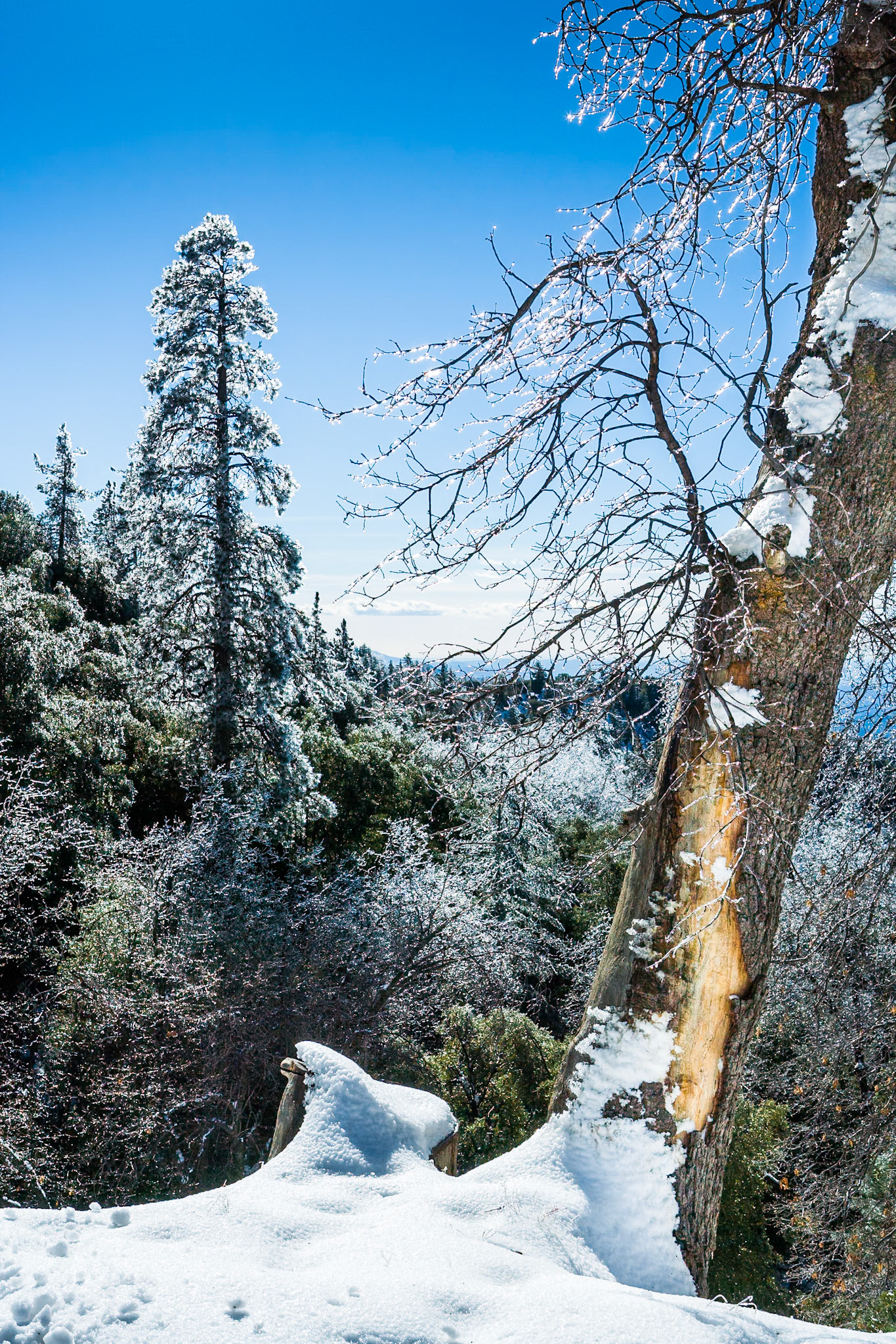 Iced trees near Idyllwild, CA, USA
