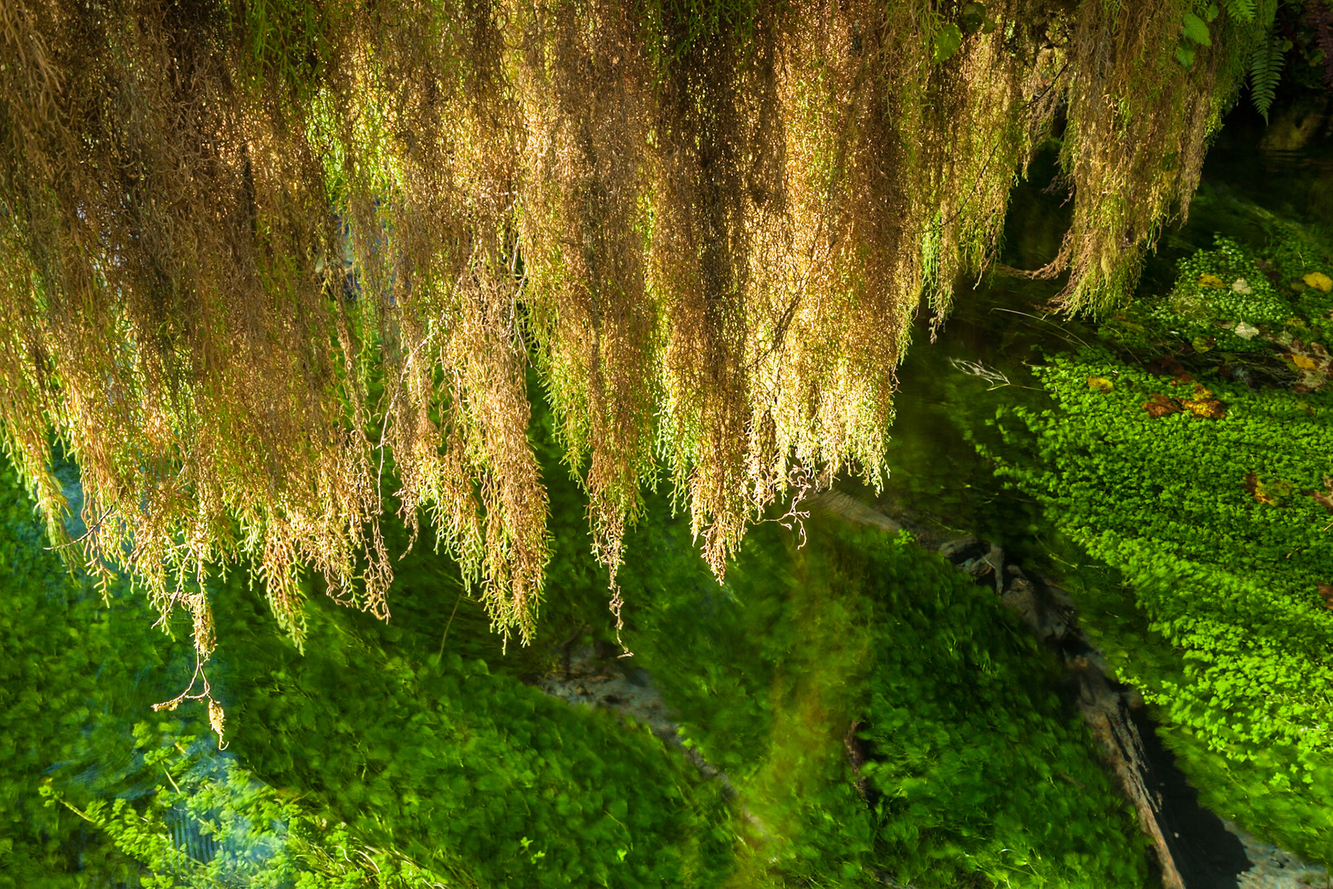 Hall of Mosses in the Hoh Rainforest at Olympic national Park, Washington, USA