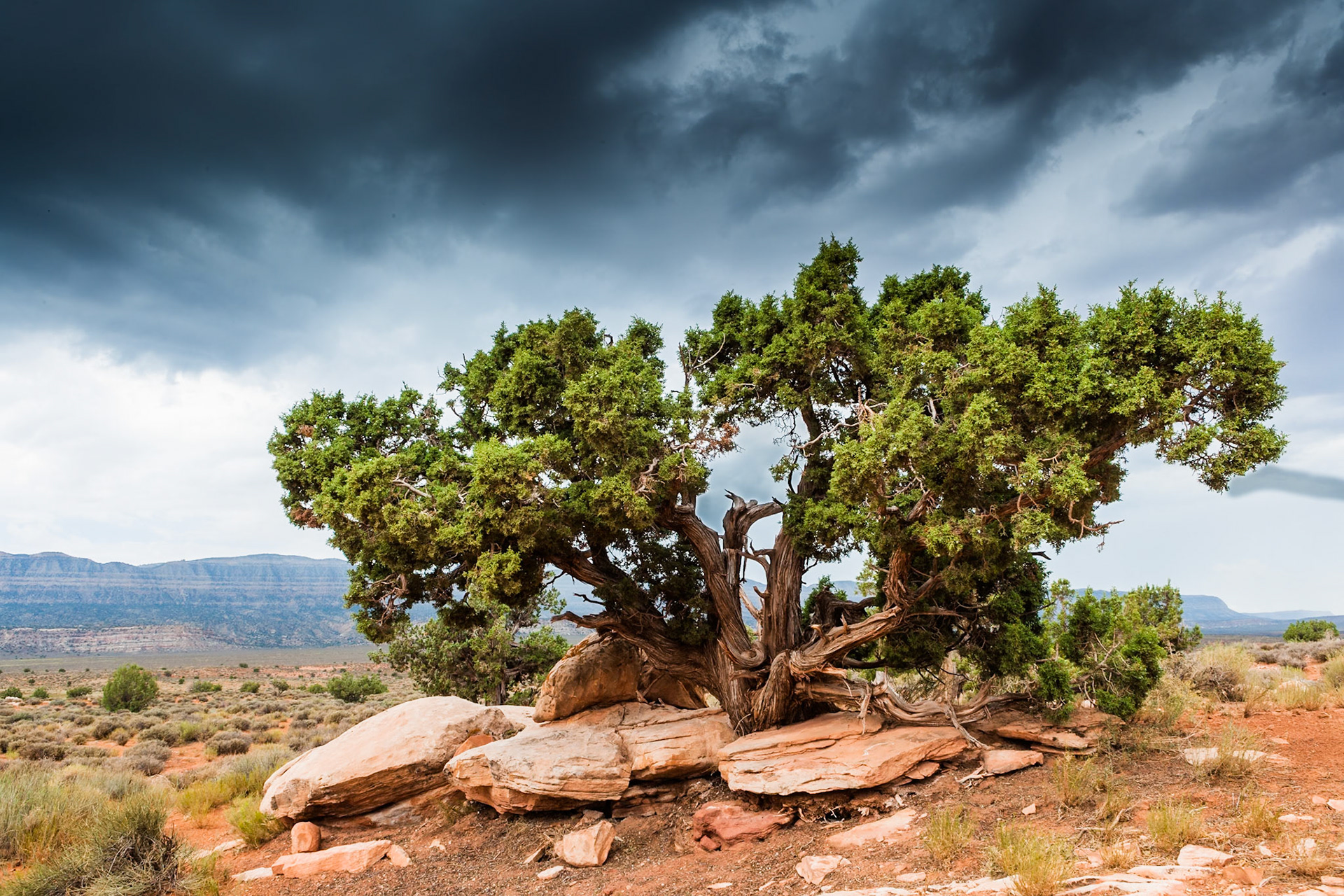 Tree at Grand Staircase Escalante National Monument, UT, USA
