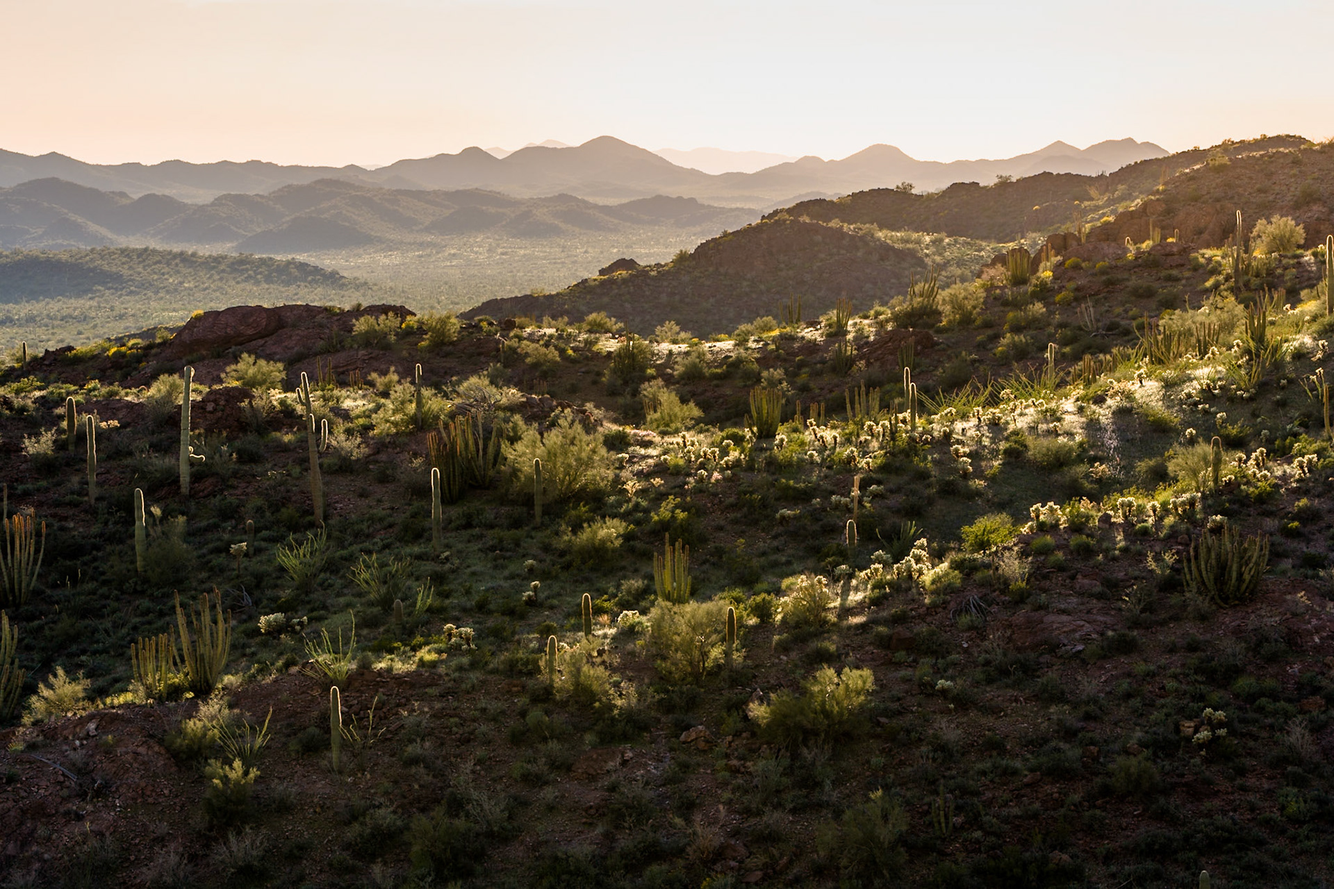 Organ Pipe Cactus National Monument, Arizona, USA